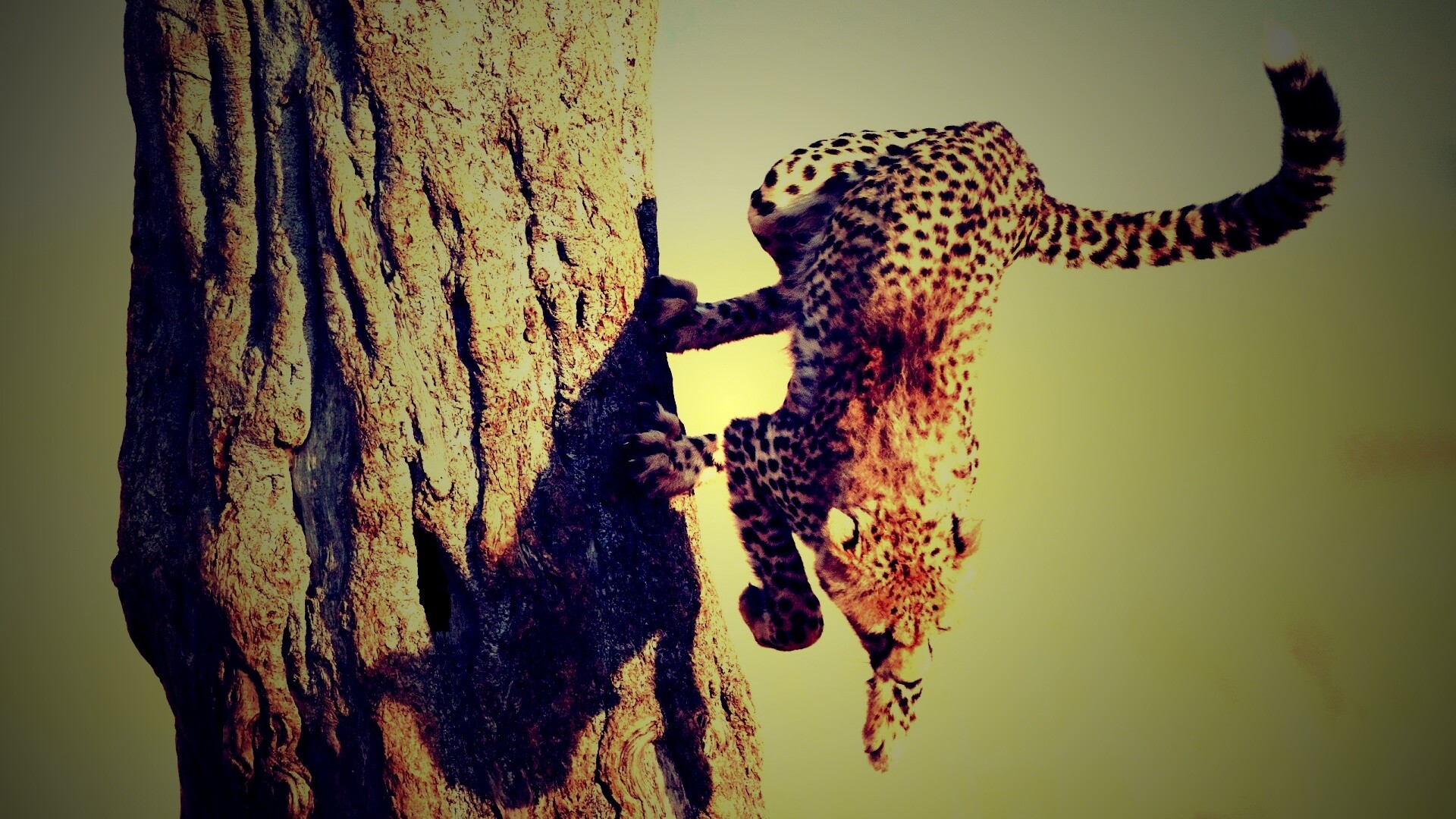 Скалолаз обои