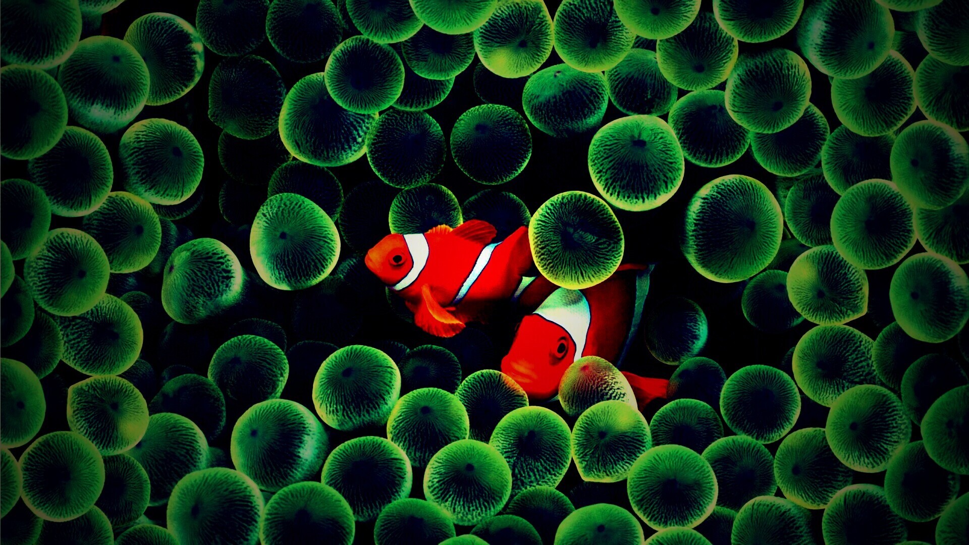 Рыбка клоун стандартные обои iPhone обои