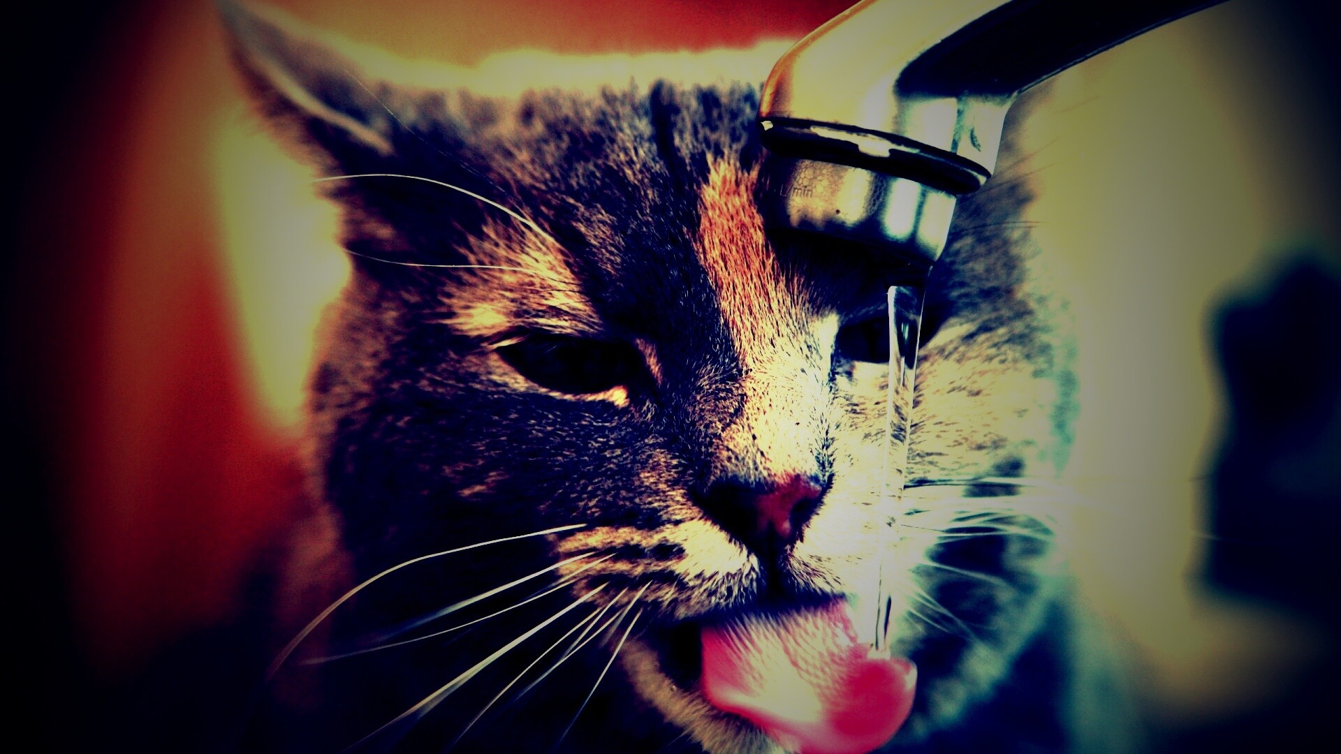 Кот пьет из под крана обои