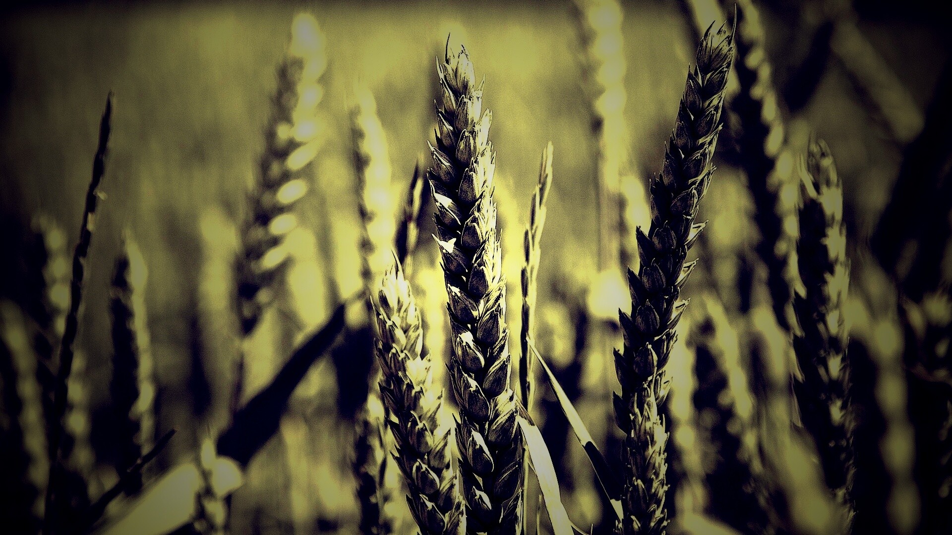 Молодые пшеничные колосья обои