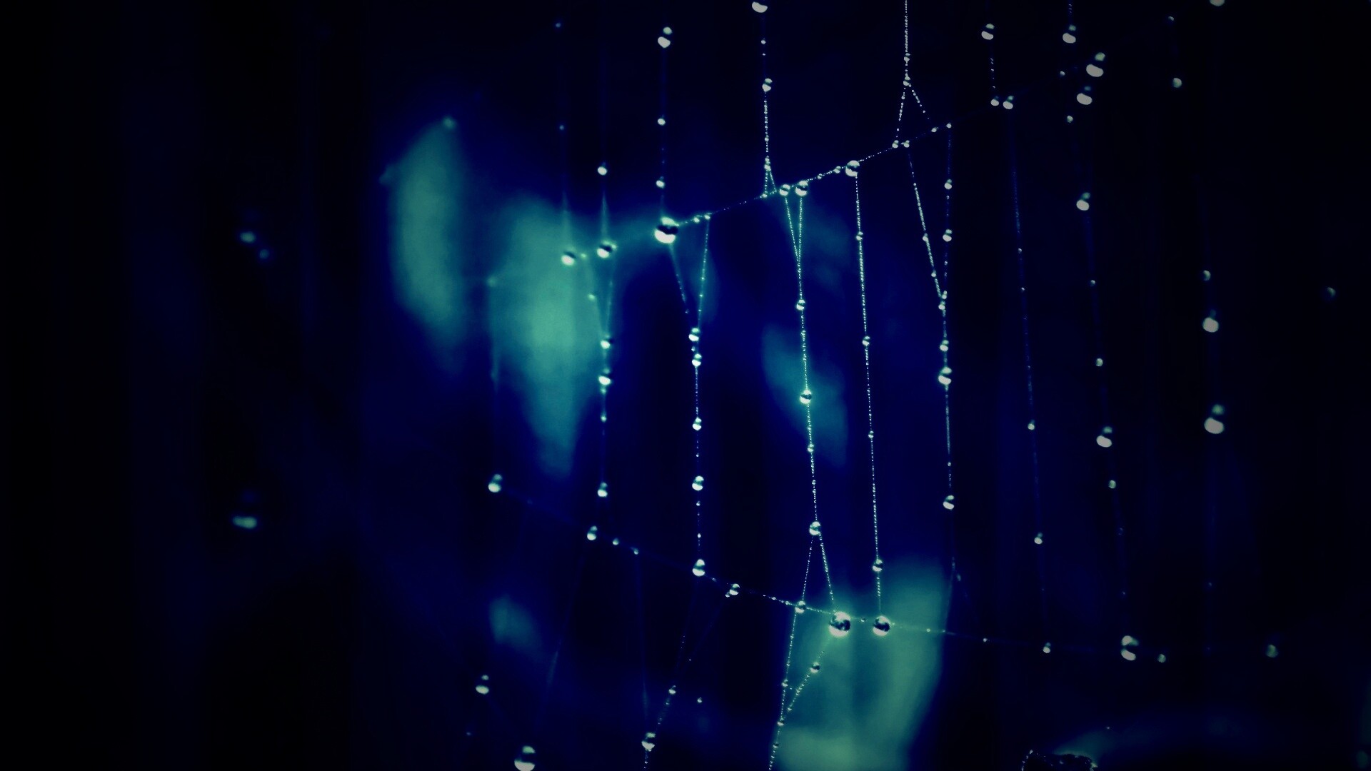 Роса на паутине обои