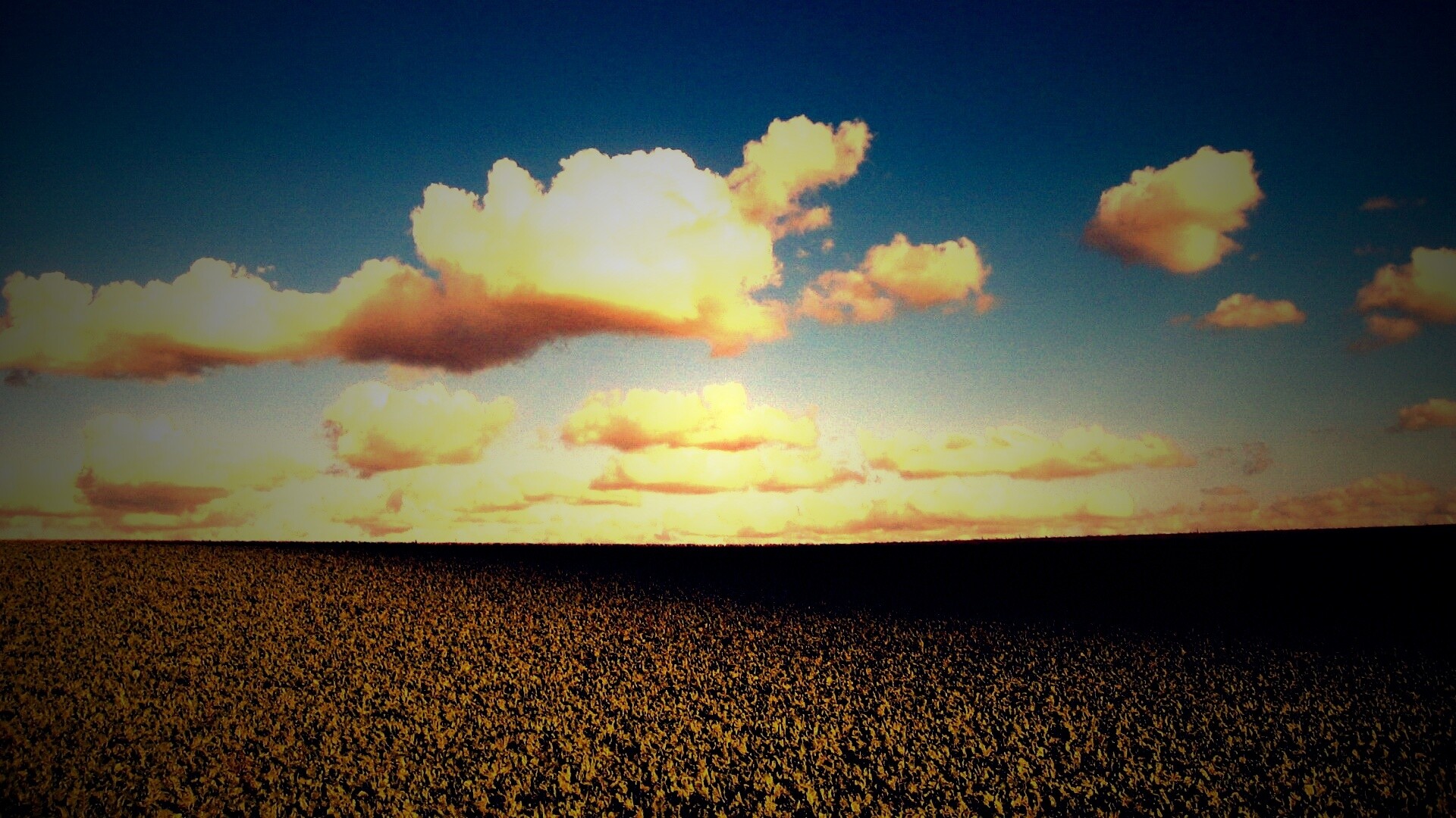 Обака над бескрайними полями обои