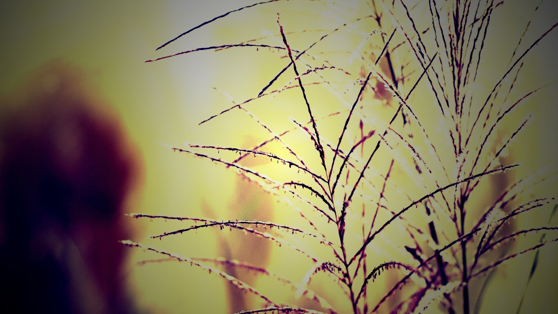 Макро фото растения обои