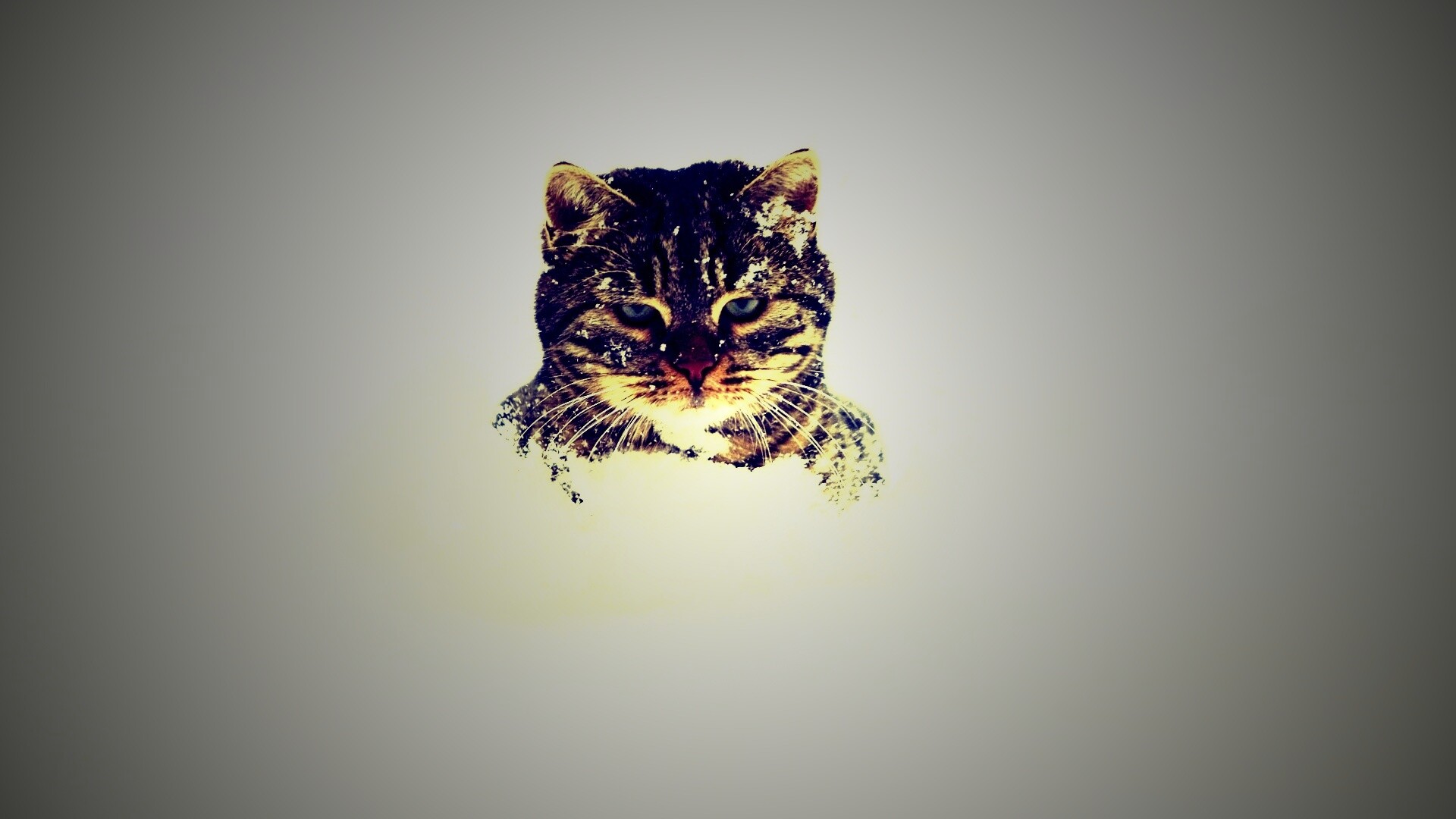 Недовольный кот в сугробе обои