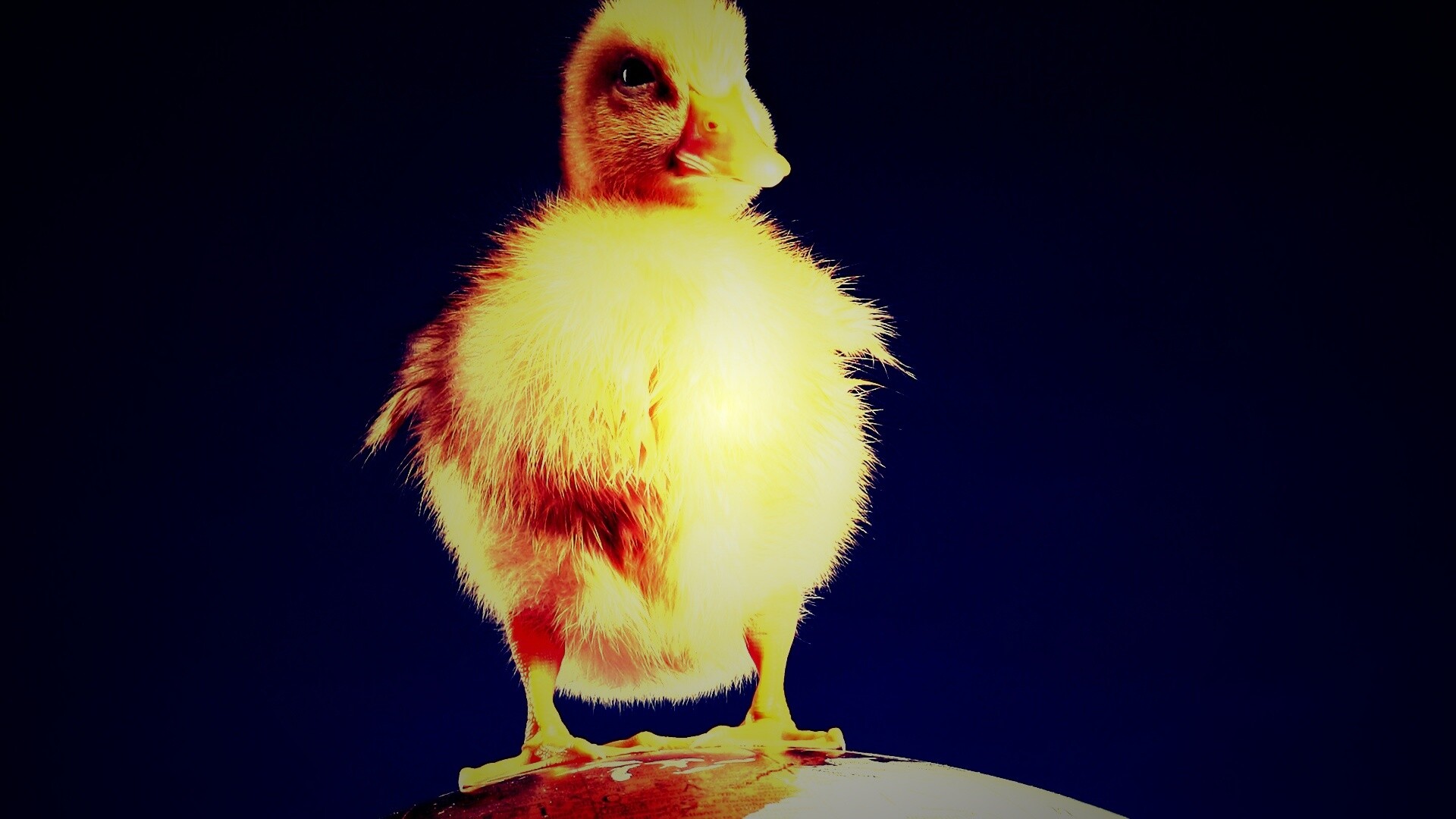 Утёнок на глобусе обои