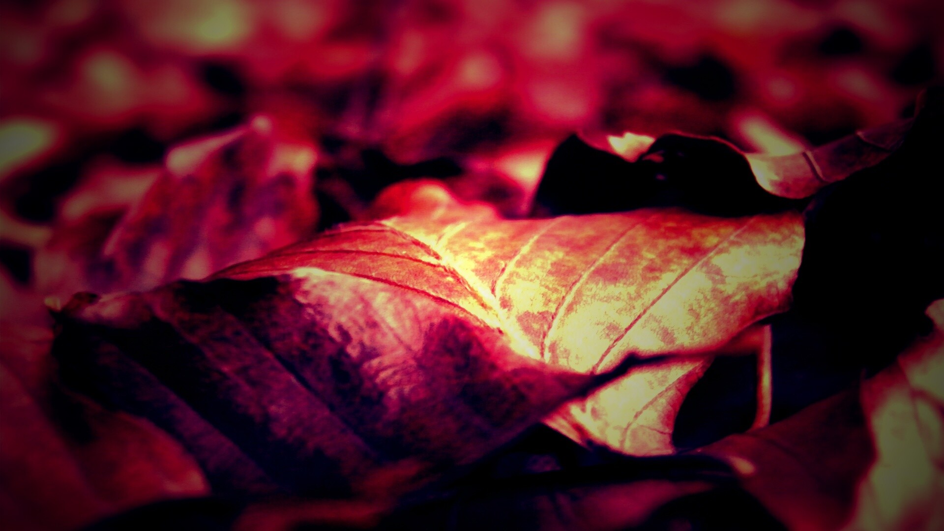 Мертвые листья обои