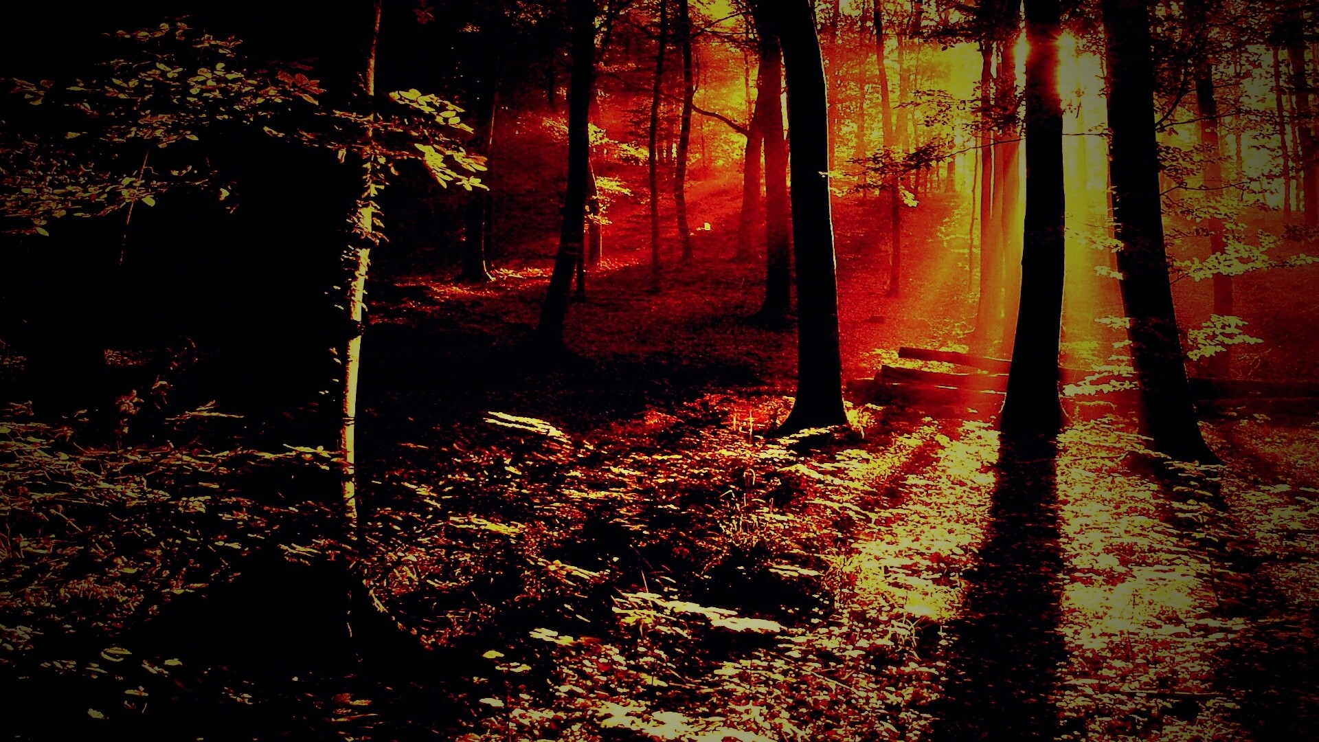 Лес в золотом сиянии обои