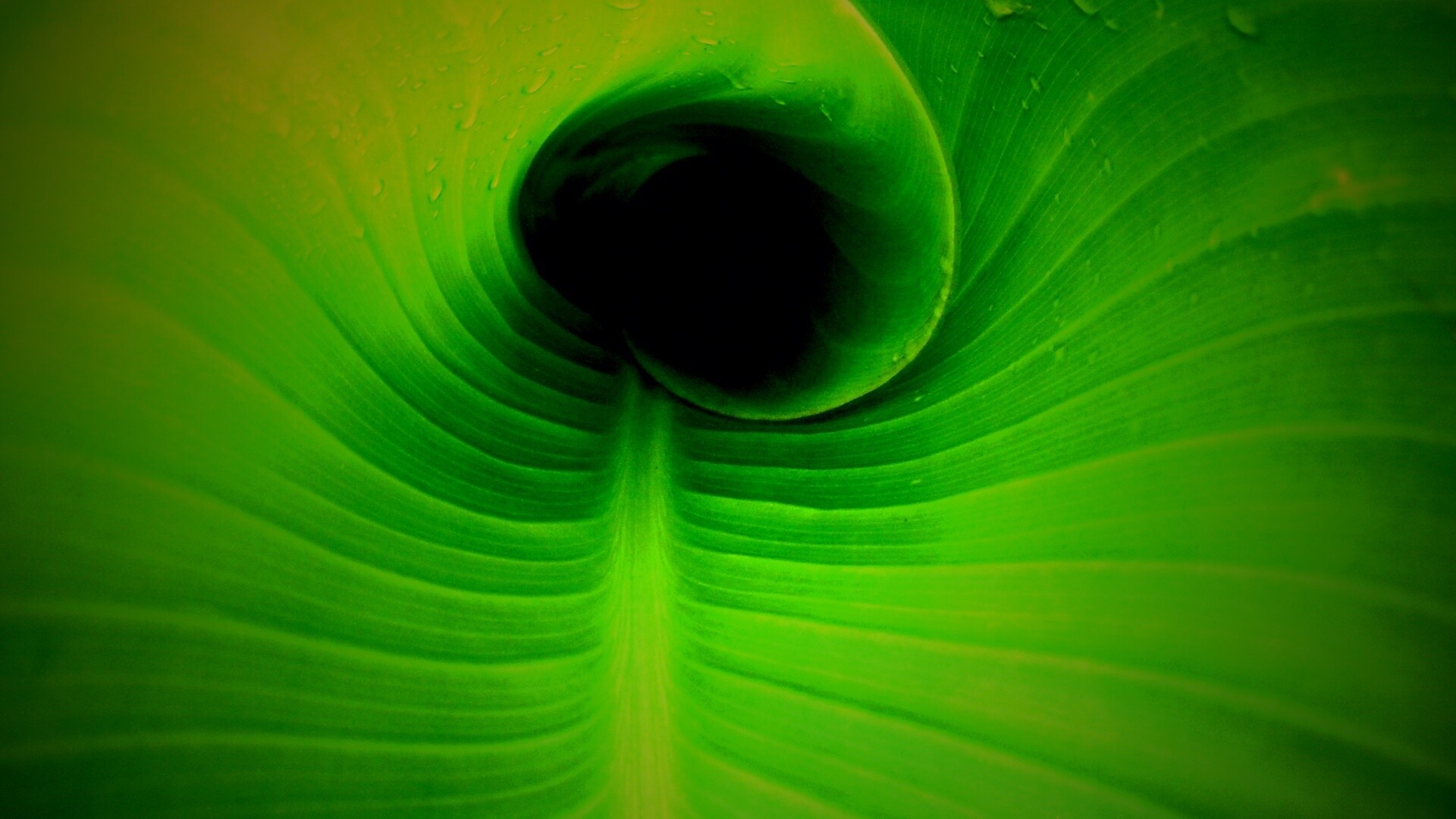 Свернутый в трубочку лист обои