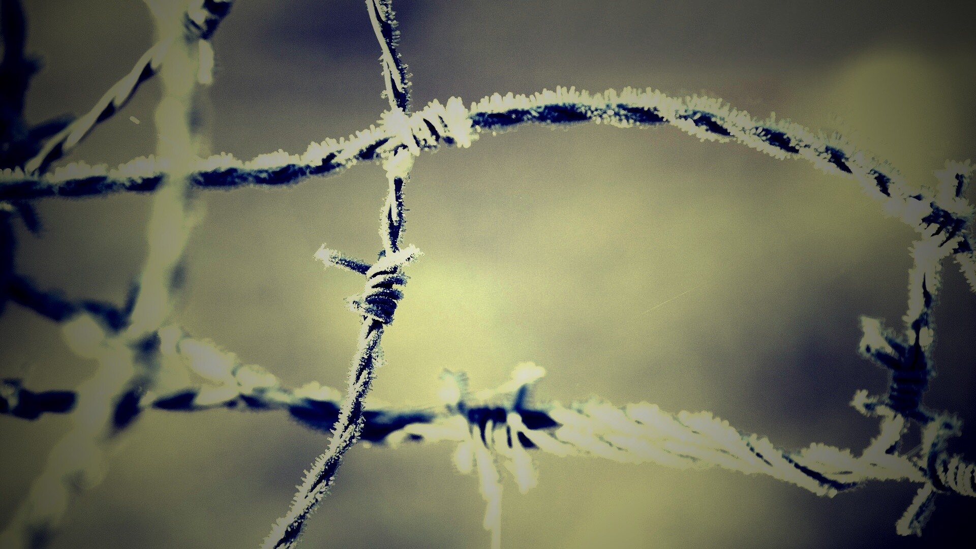 Замерзшая колючая проволока обои