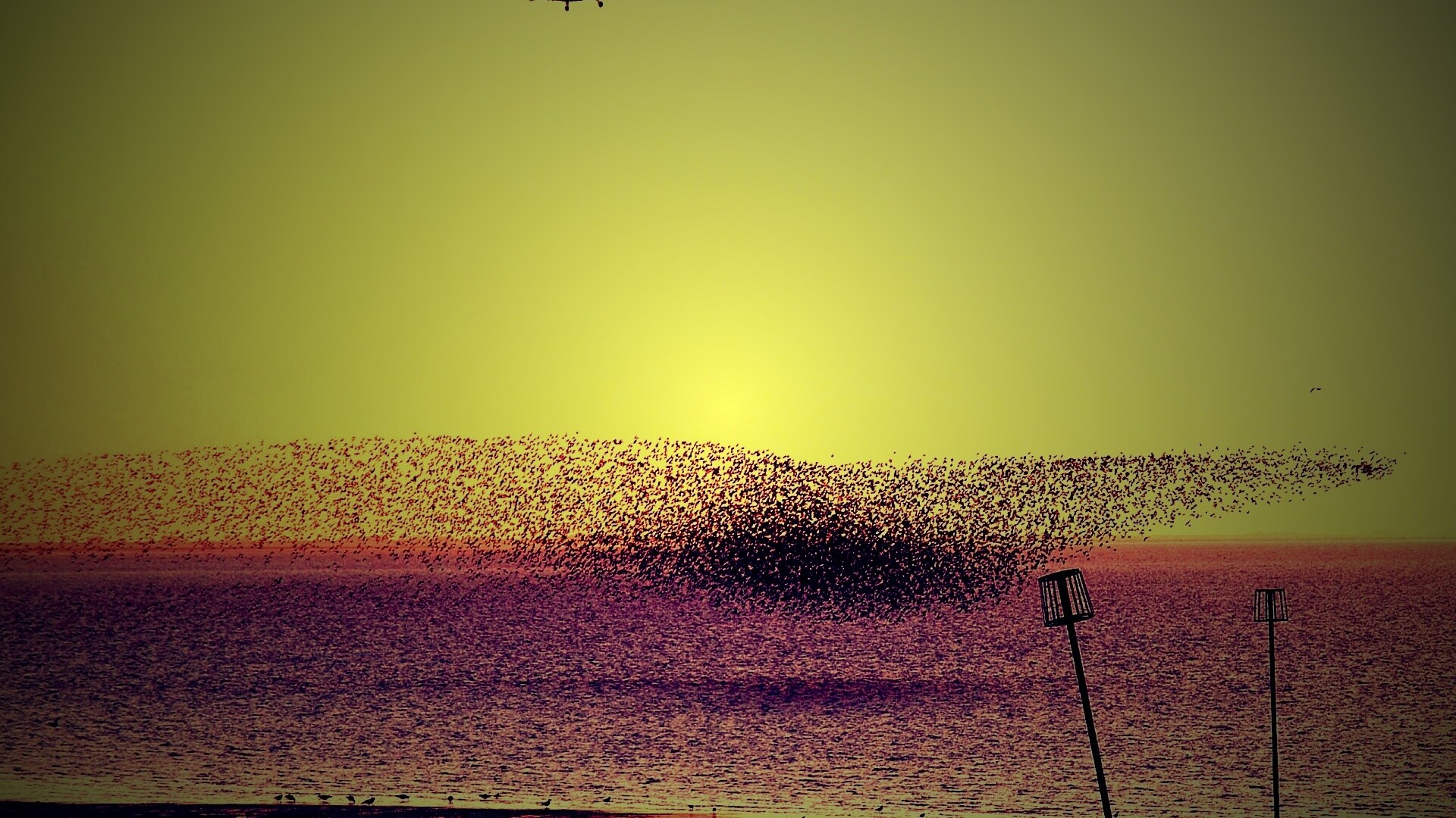 Взлетающая стая птиц обои