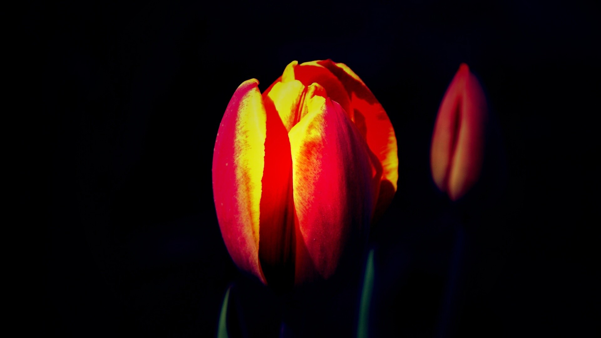 Распускающийся тюльпан обои