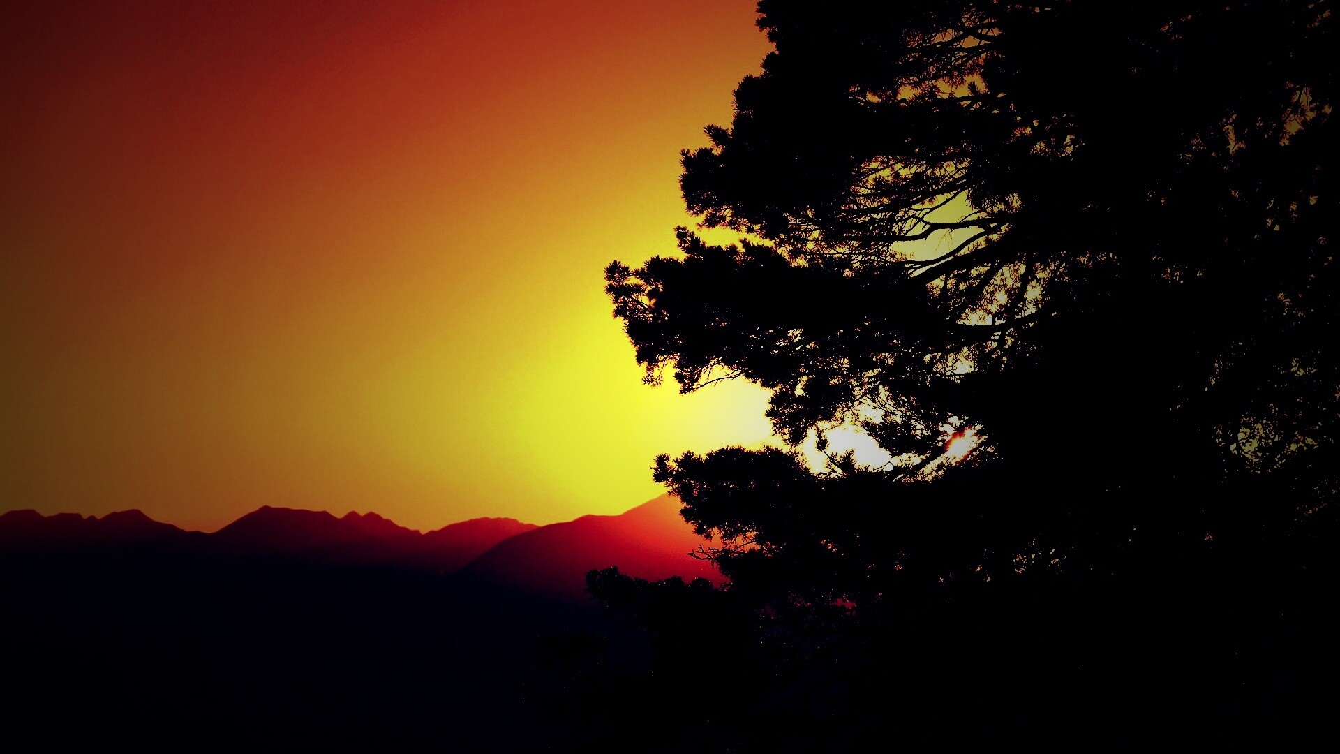 Силуэт дерева на закате обои