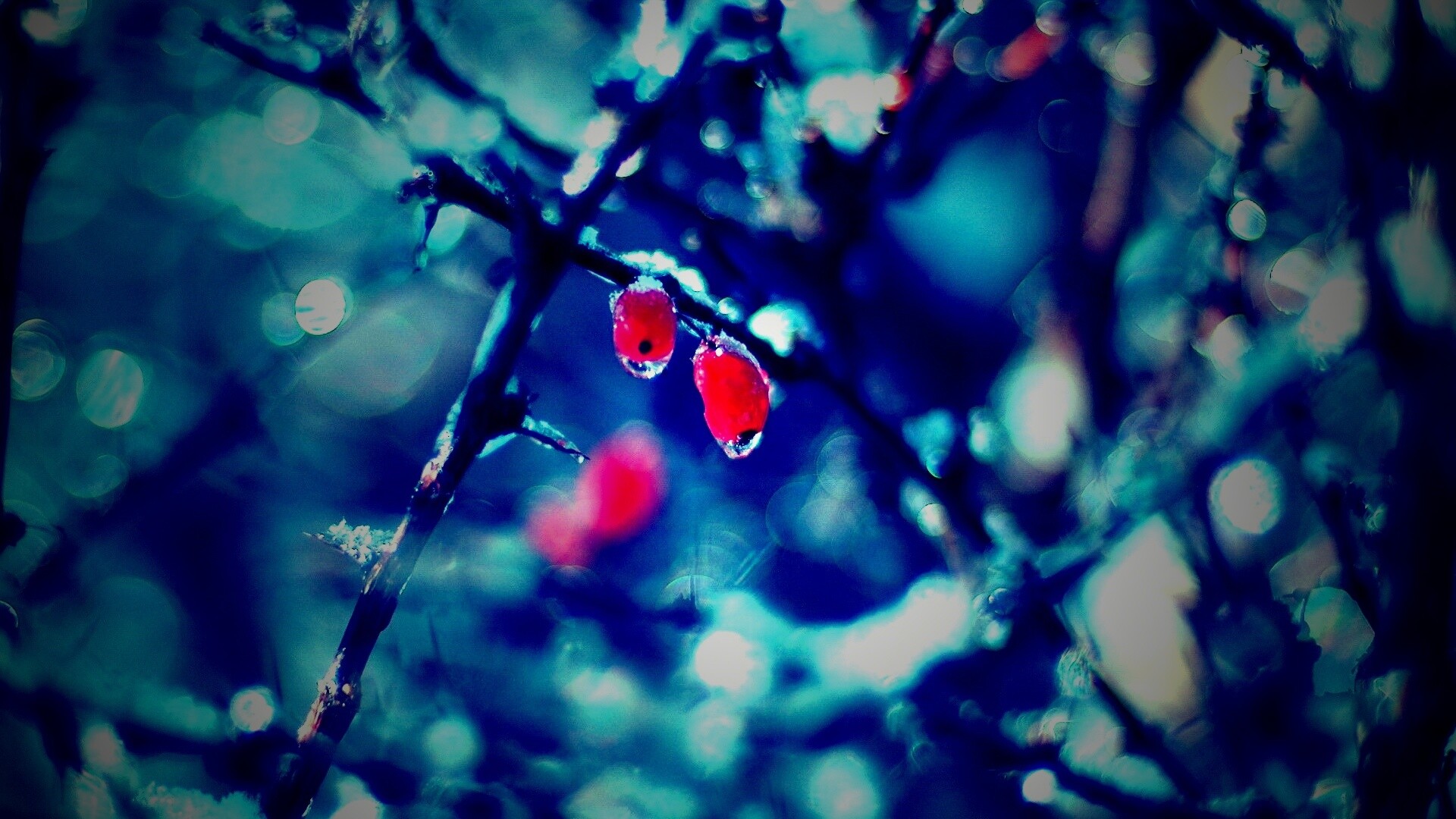 Замерзшие ягоды обои