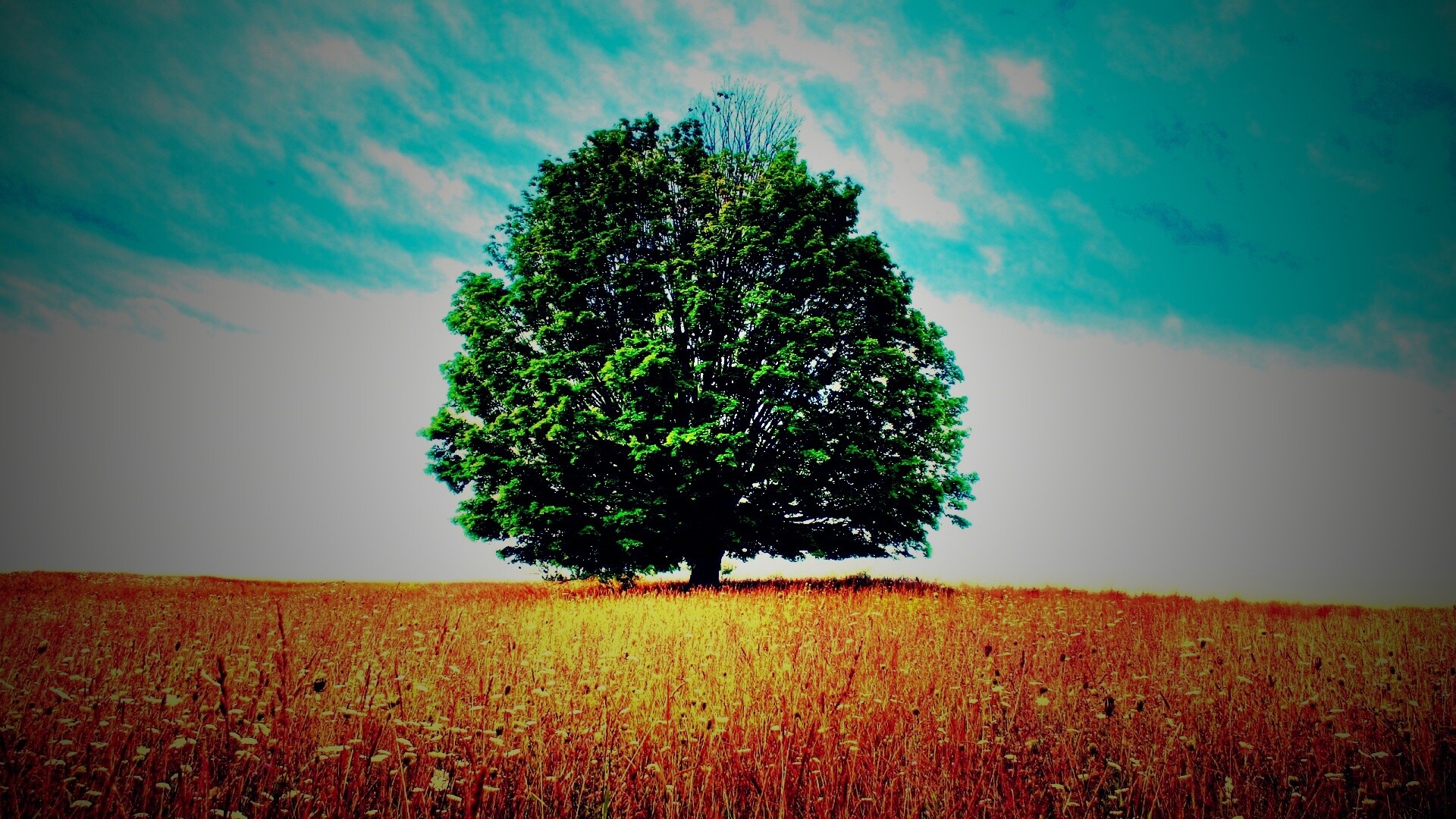 Зеленое дерево в желтом поле обои