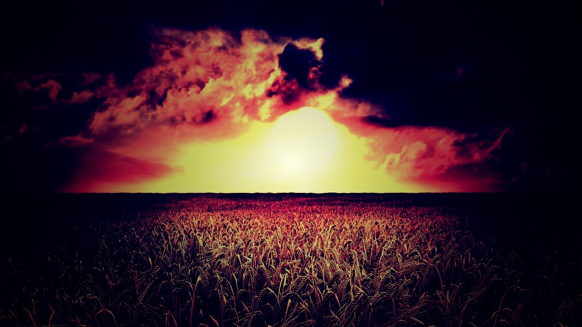 Закат над пшеничным полем обои