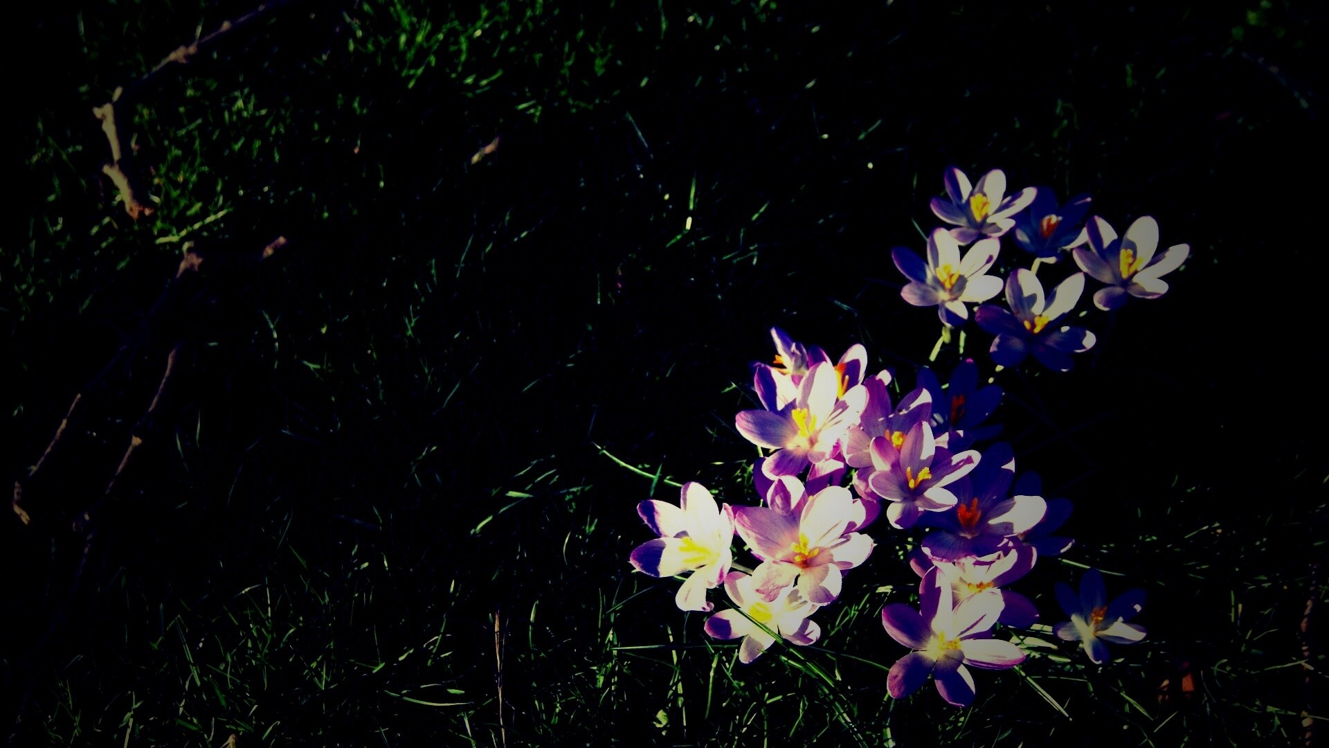 Фиалки на траве обои