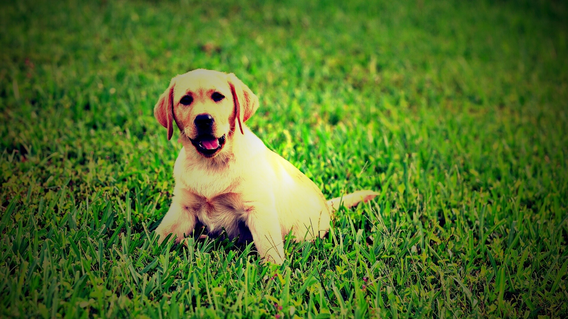 Щенок лабрадора в траве обои