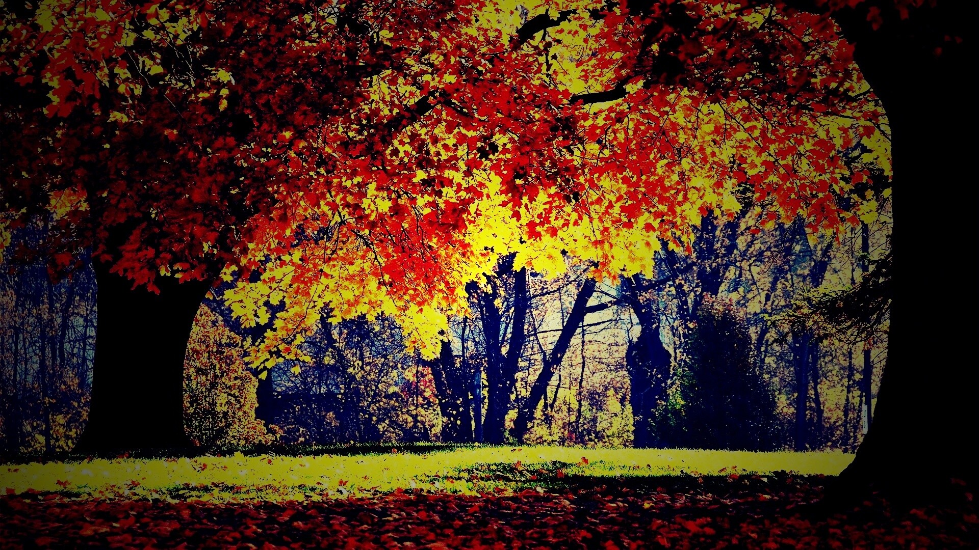 Размашистое осеннее дерево обои