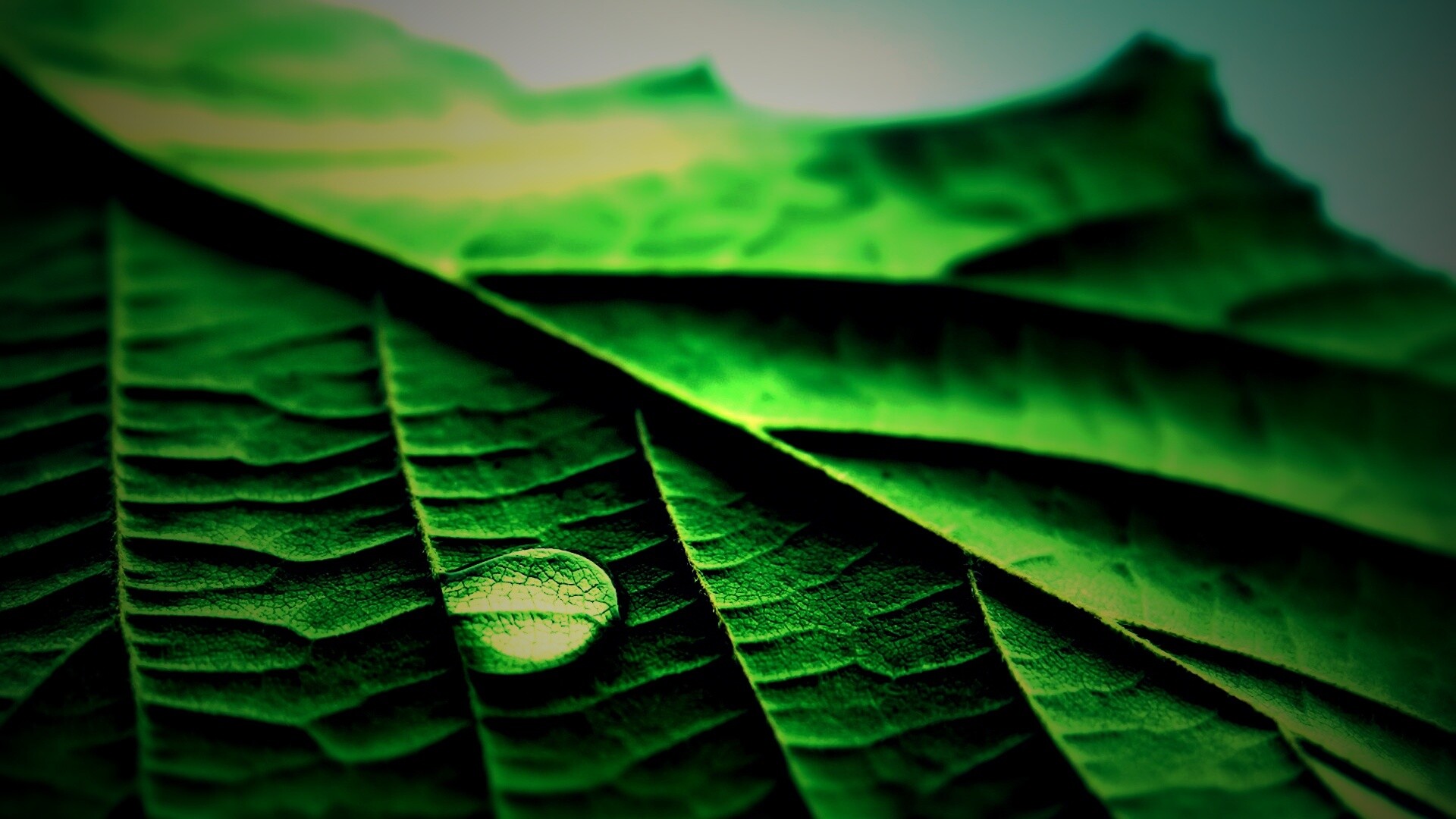 Капля на листе обои