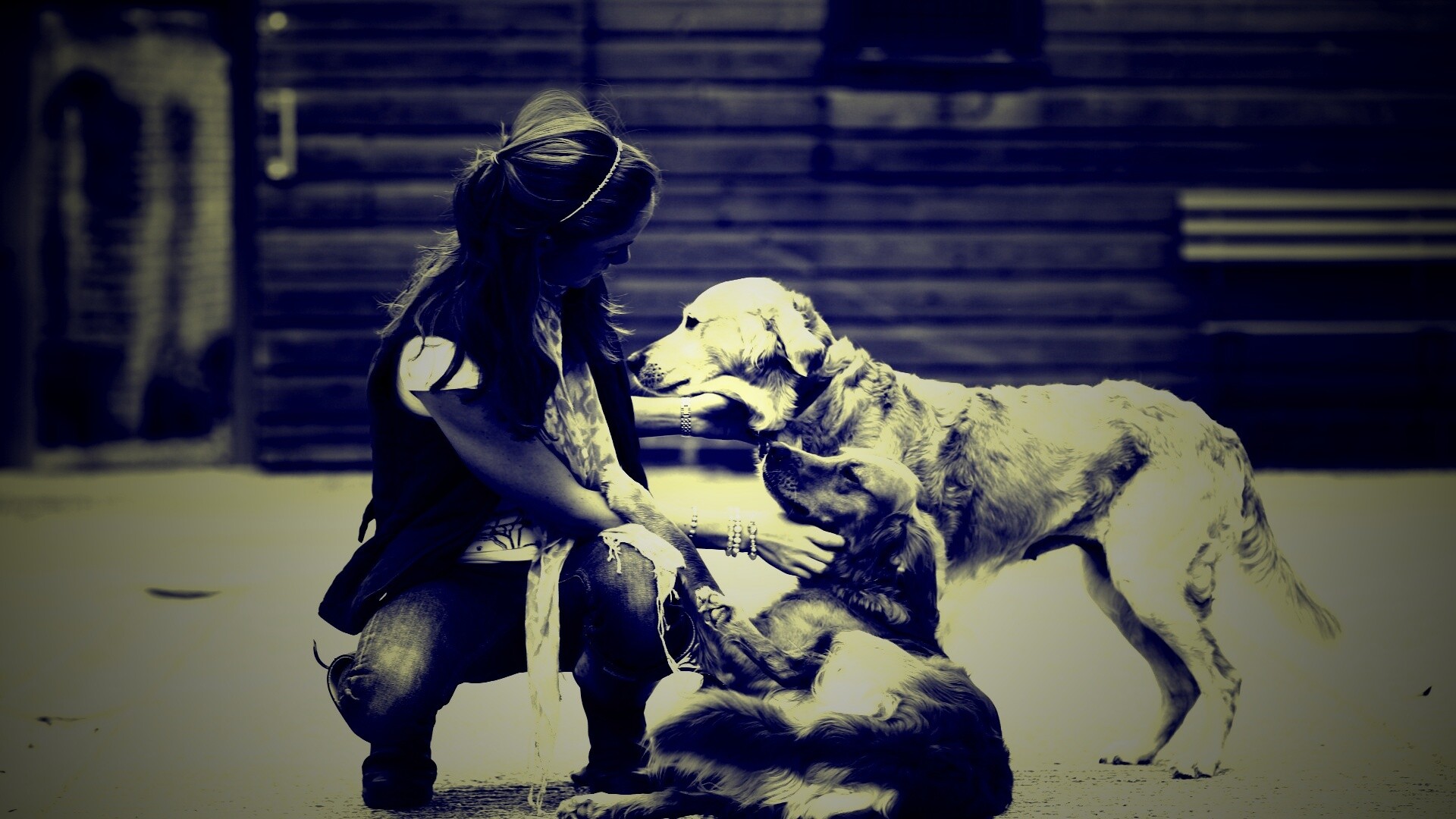 Девушка с собаками обои