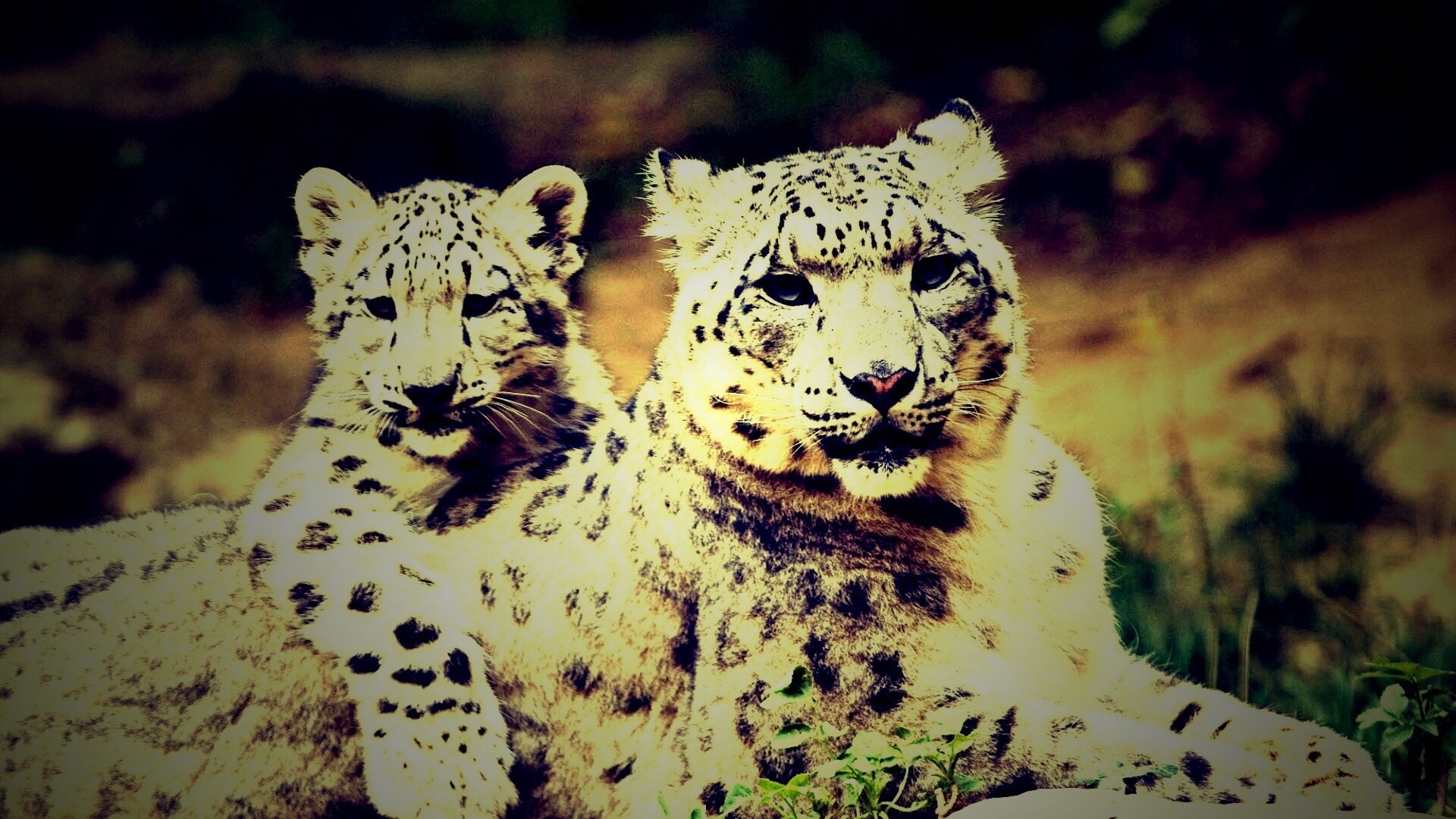 Самка снежного барса с котенком обои