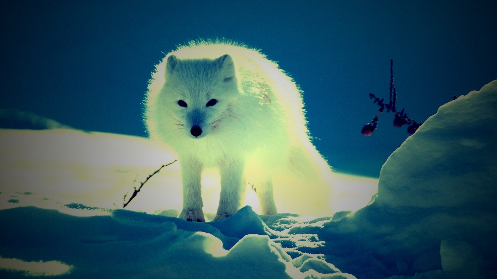 Белый песец обои