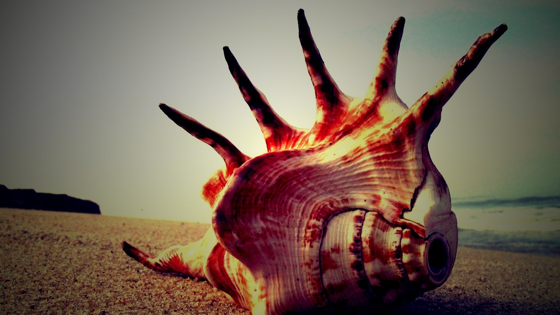 Раковина с гребнем обои