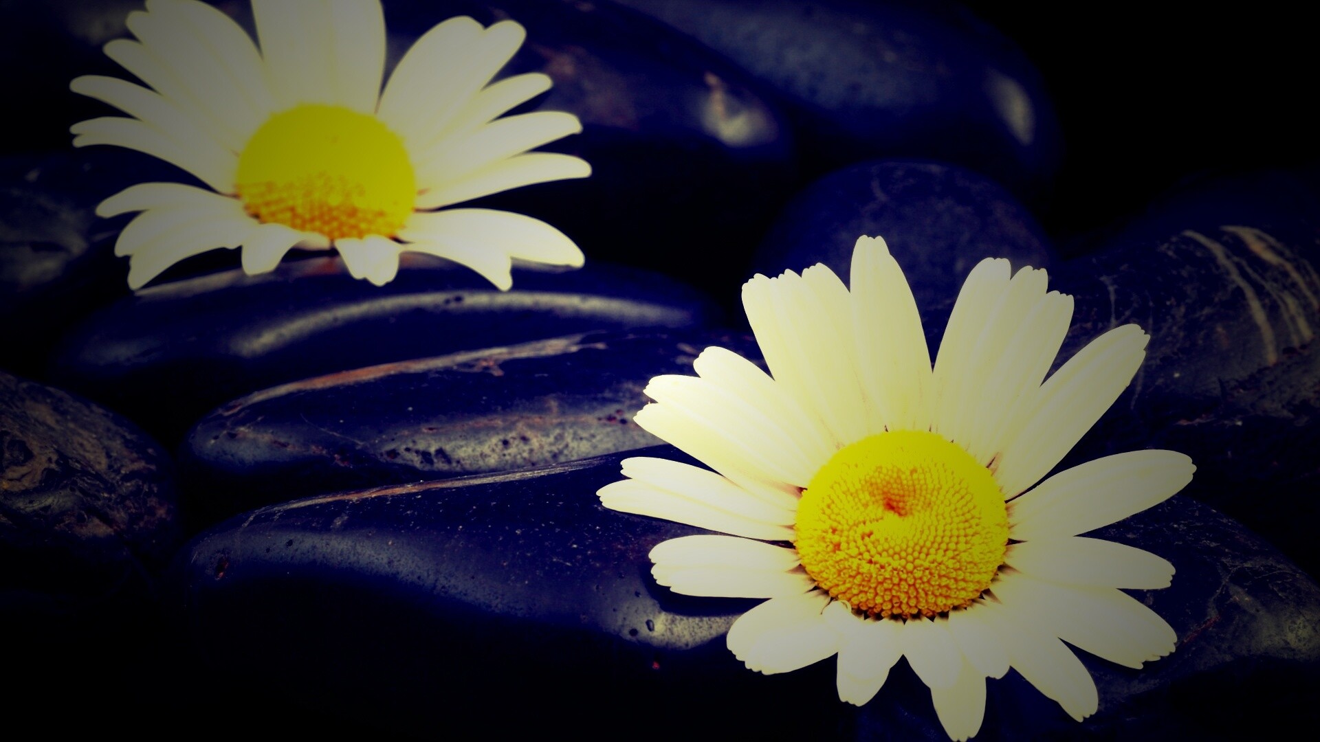 Ромашка среди гальки обои