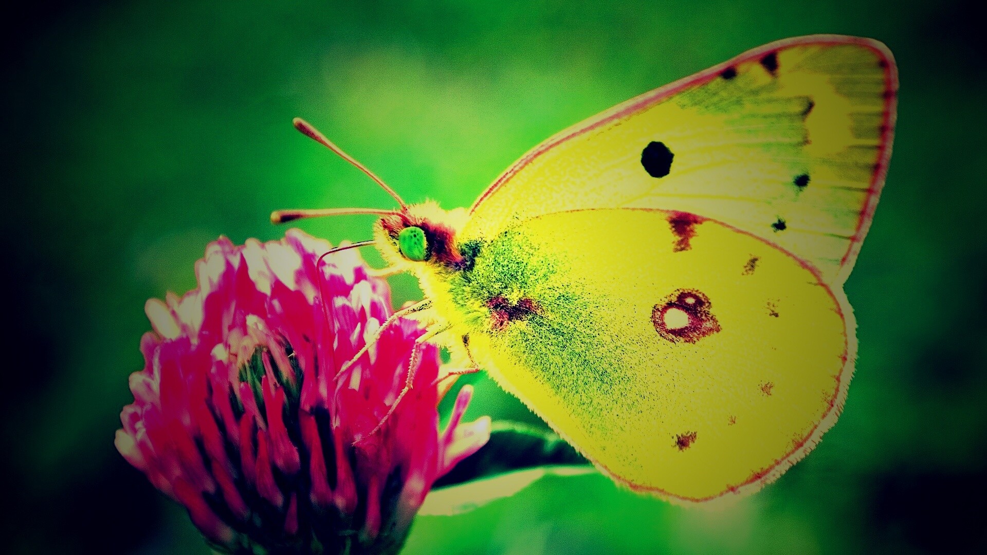 Бабочка на клевере обои