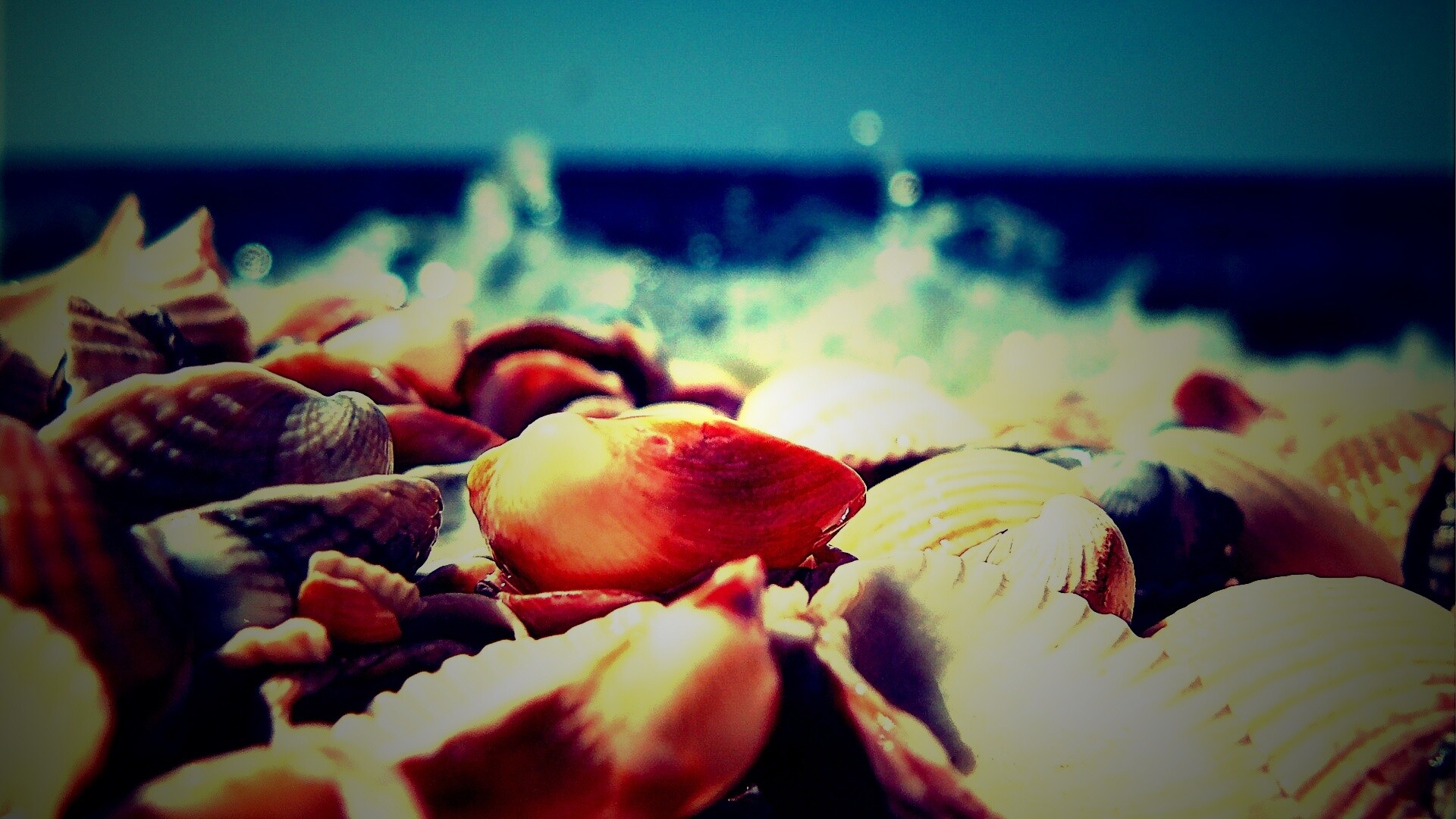 Морские ракушки обои