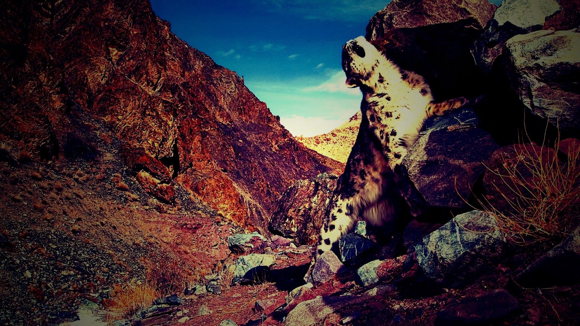 Барс чешется о камни обои