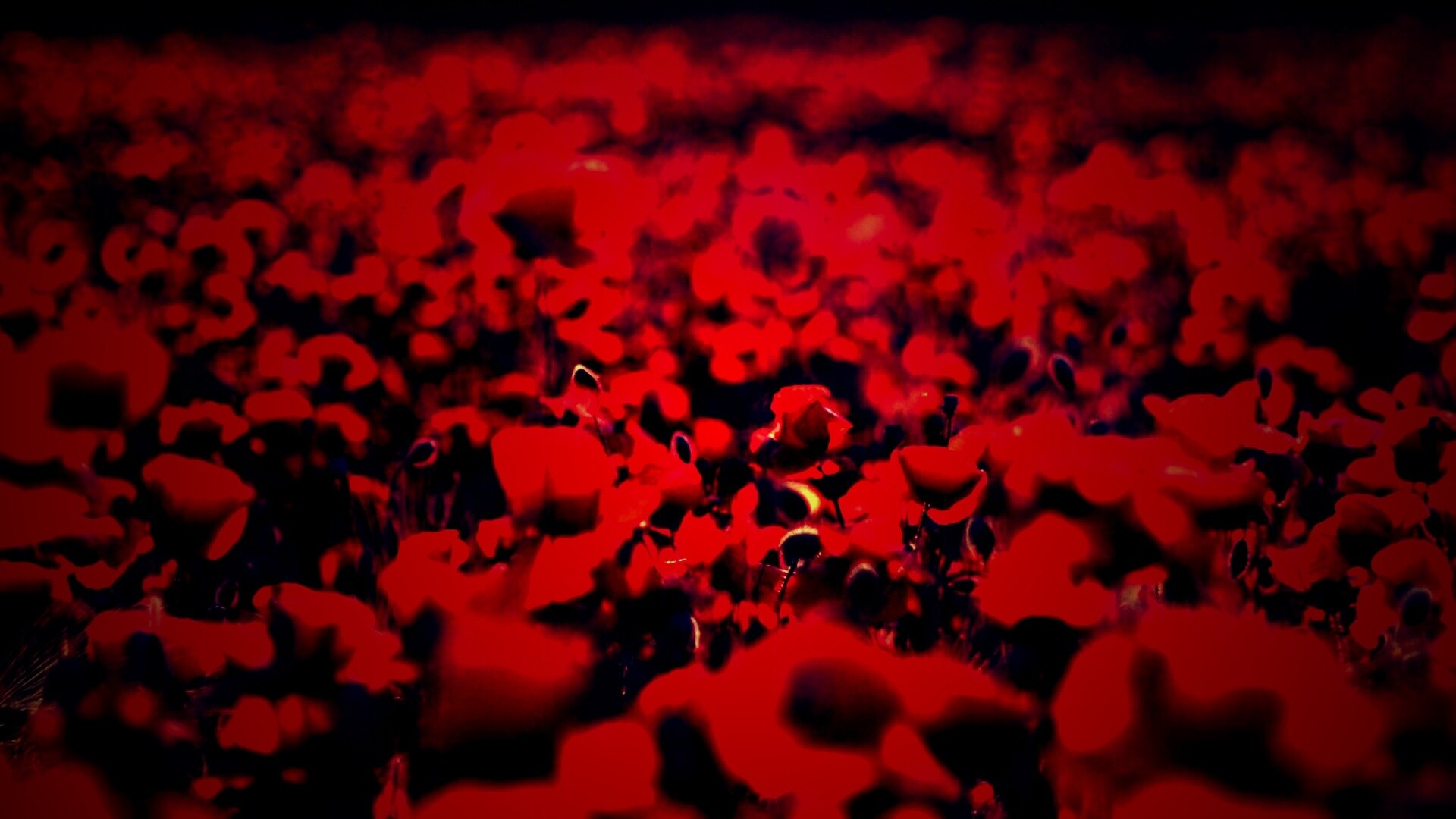 Маки в полях обои