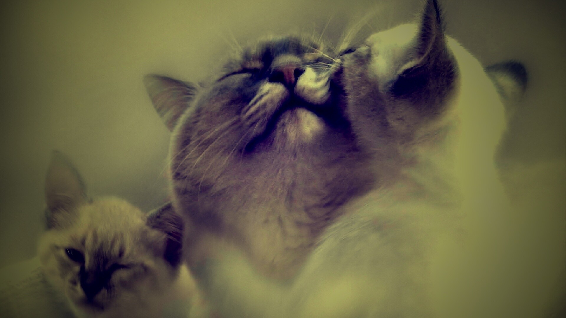 Котята с мамой обои