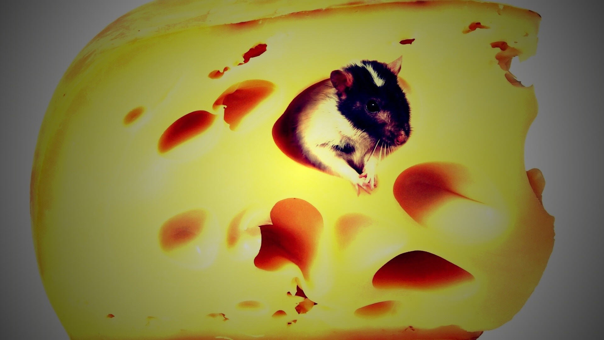 Мышка в сыре обои