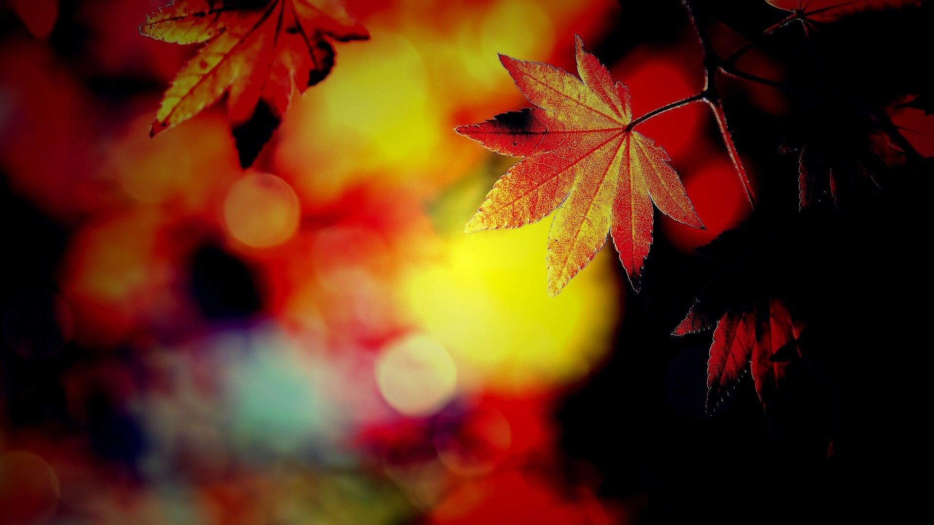 Осенние листья обои