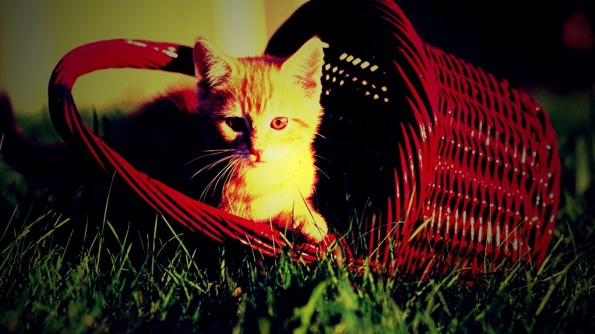 Рыжий котенок в корзине обои