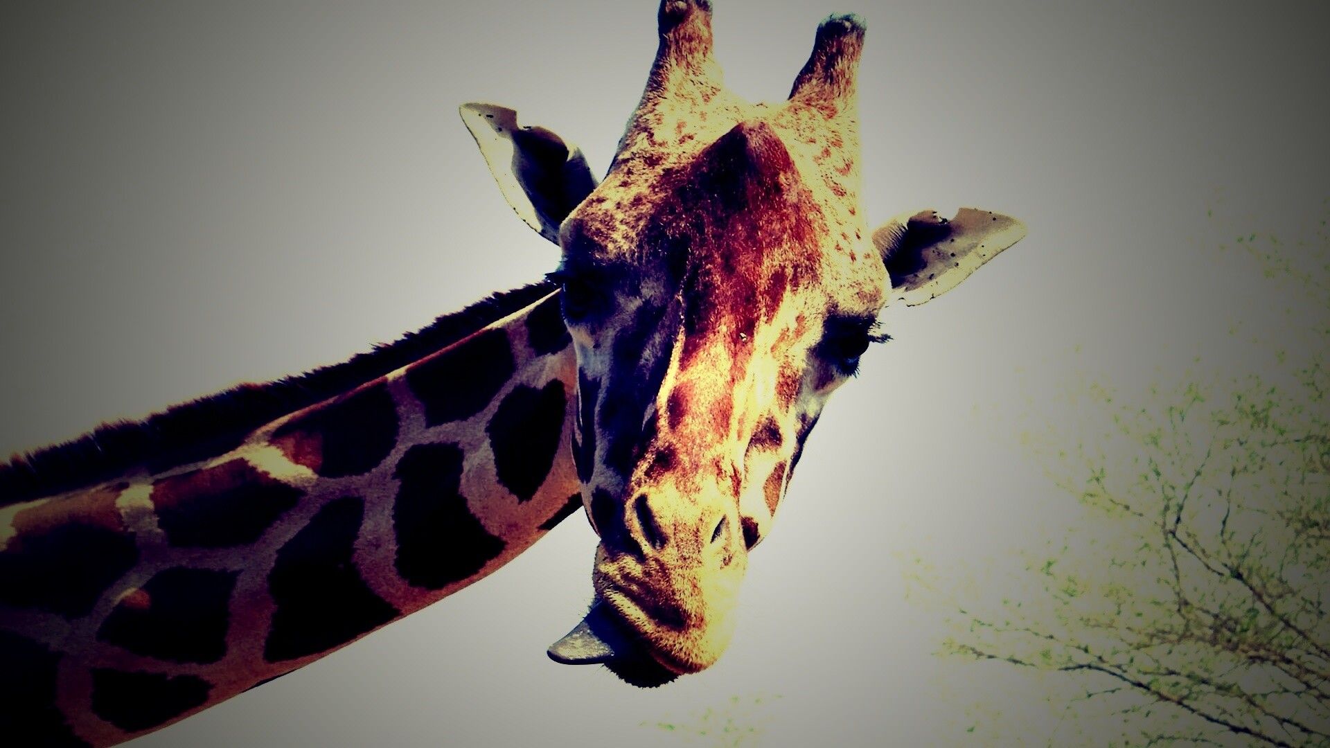 Жираф показывает язык обои