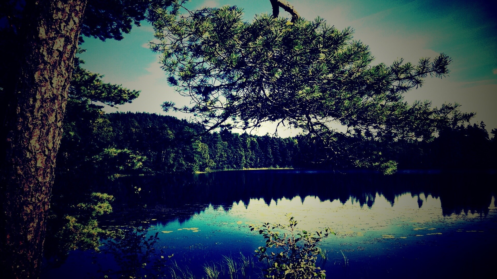 Ветка сосны над озером обои