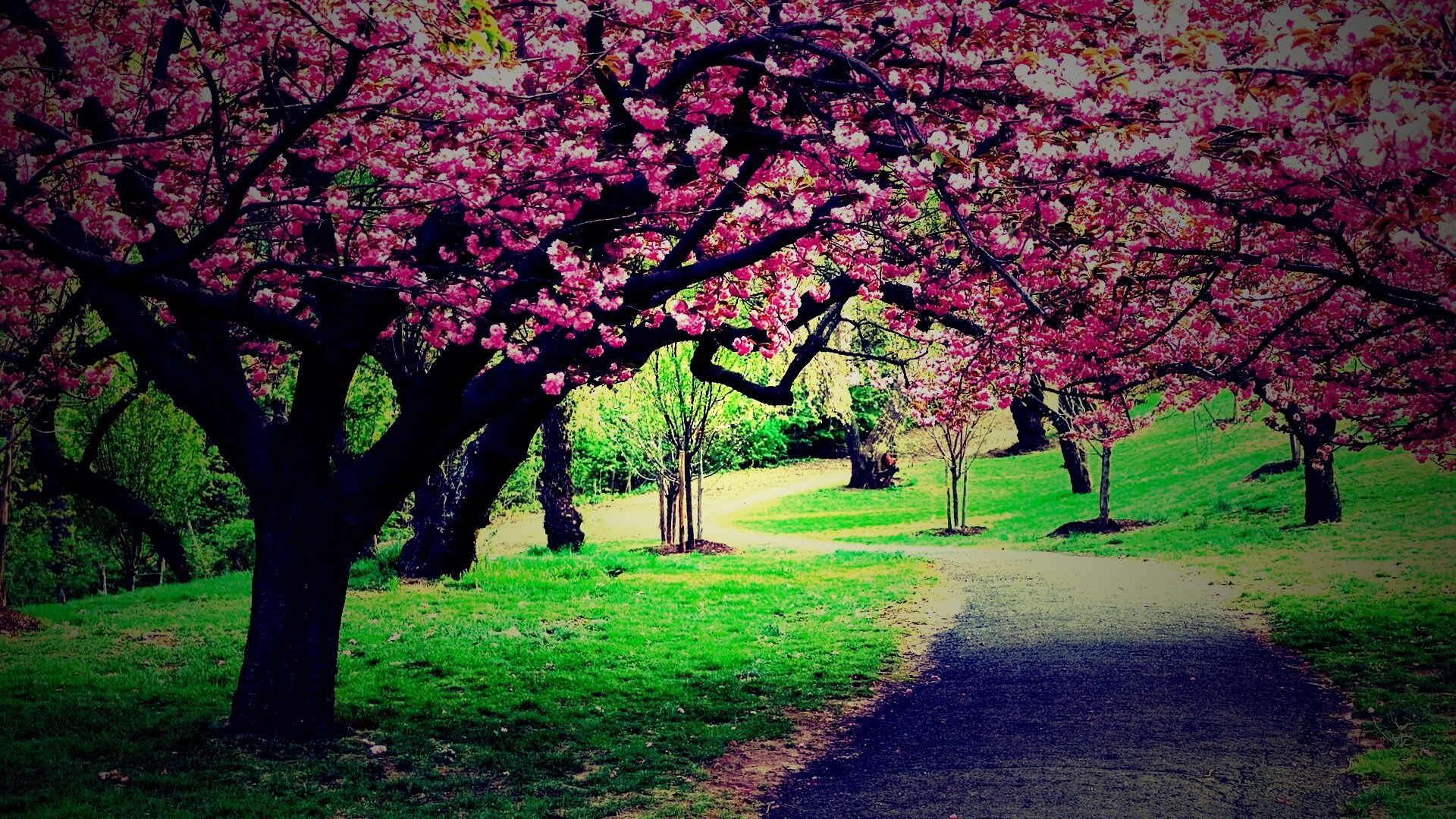 Дорожка между деревьями обои