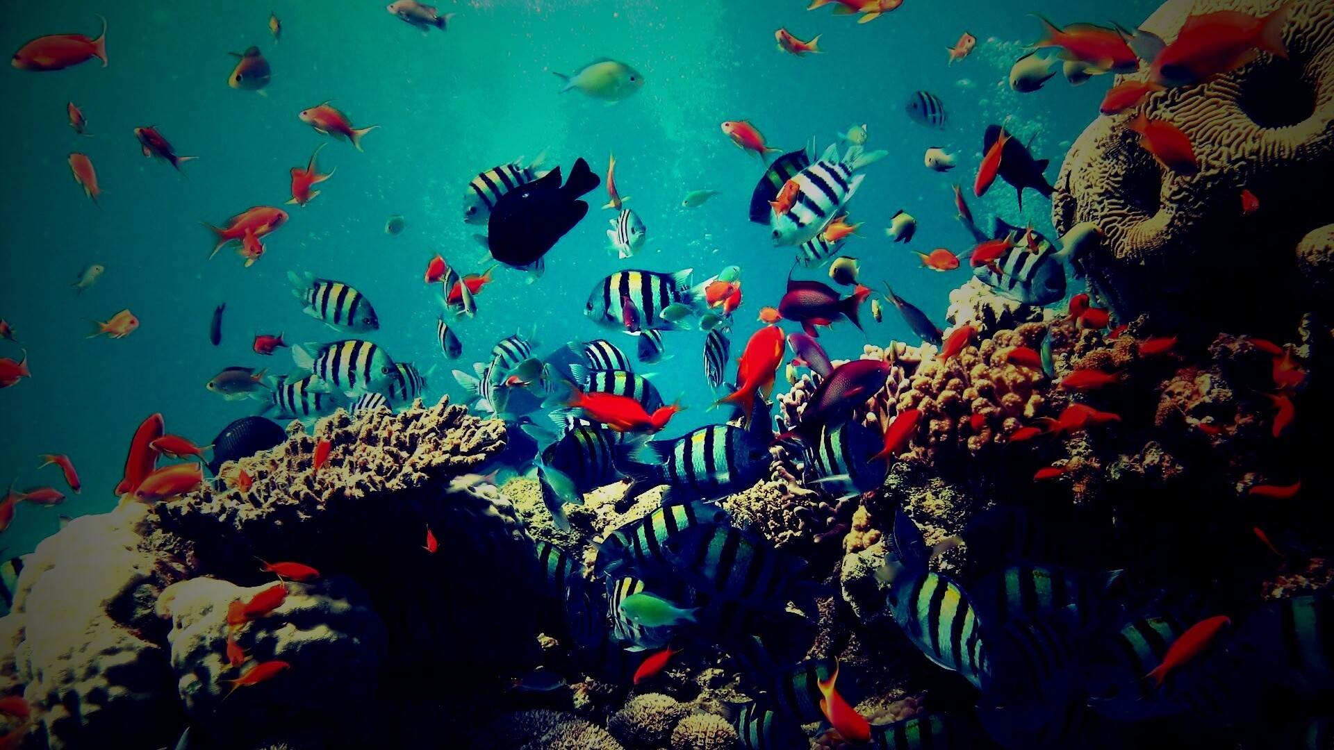 Жизнь в корраловом рифе обои