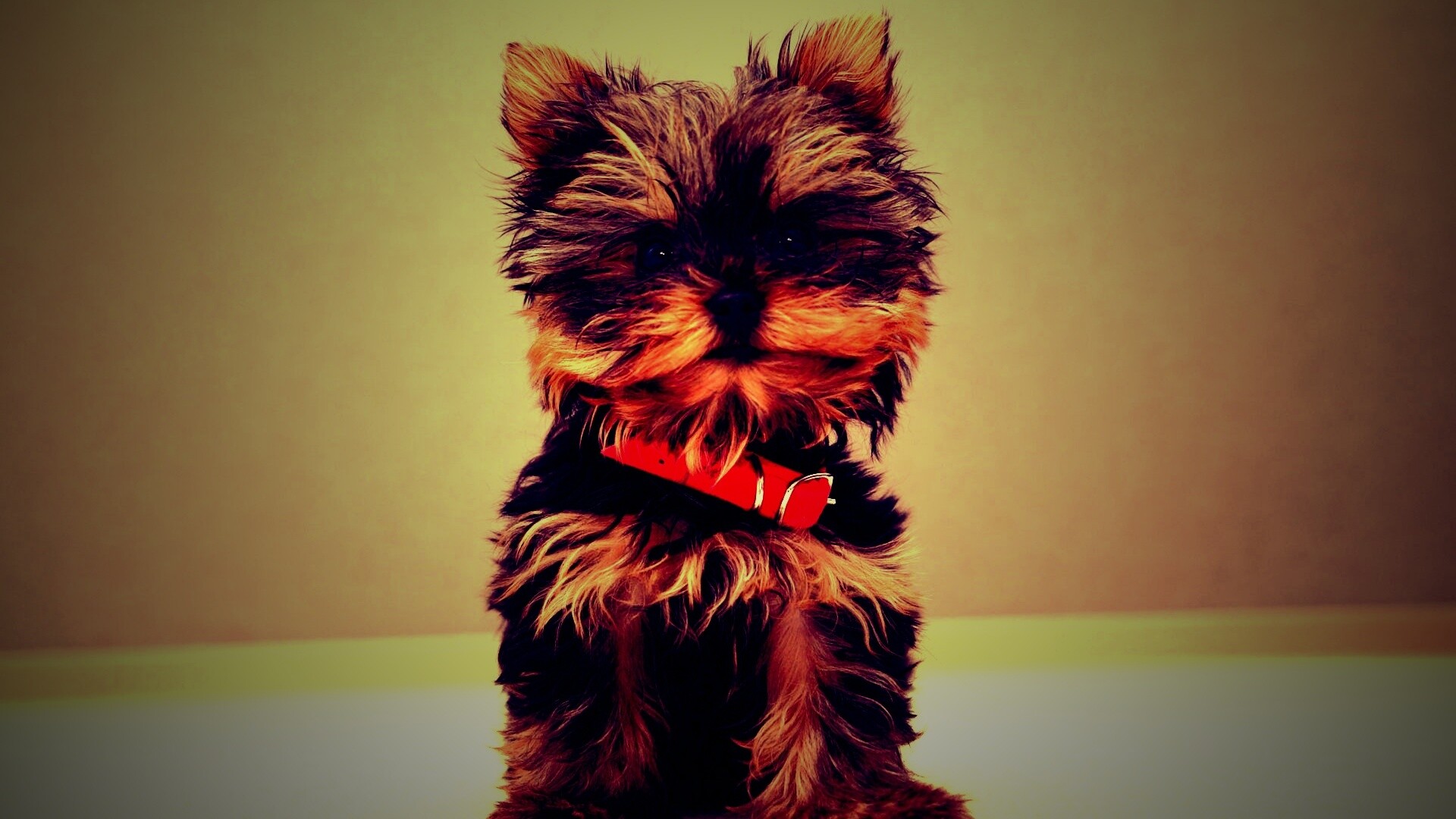 Щенок в красном ошейнике обои