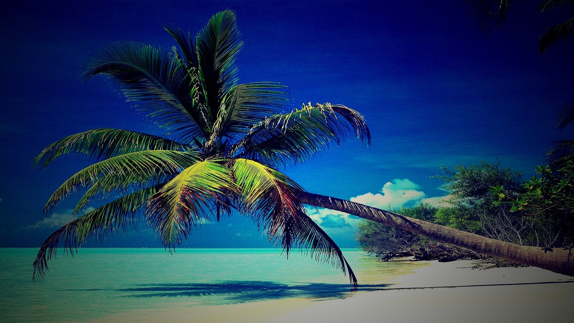 Пальма над водой обои