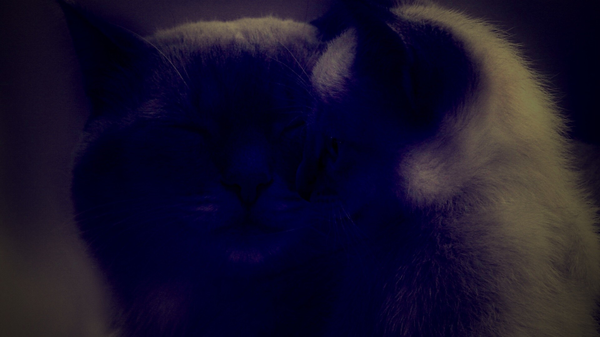 Кошка с котенком обои