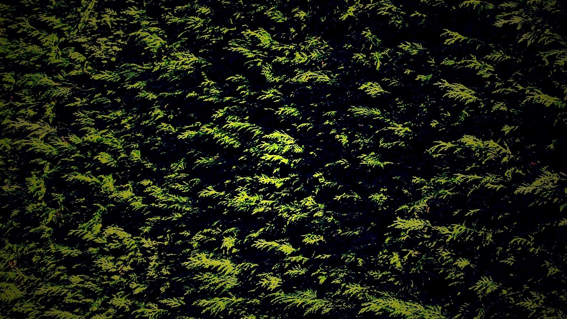 Густые хвойные заросли обои