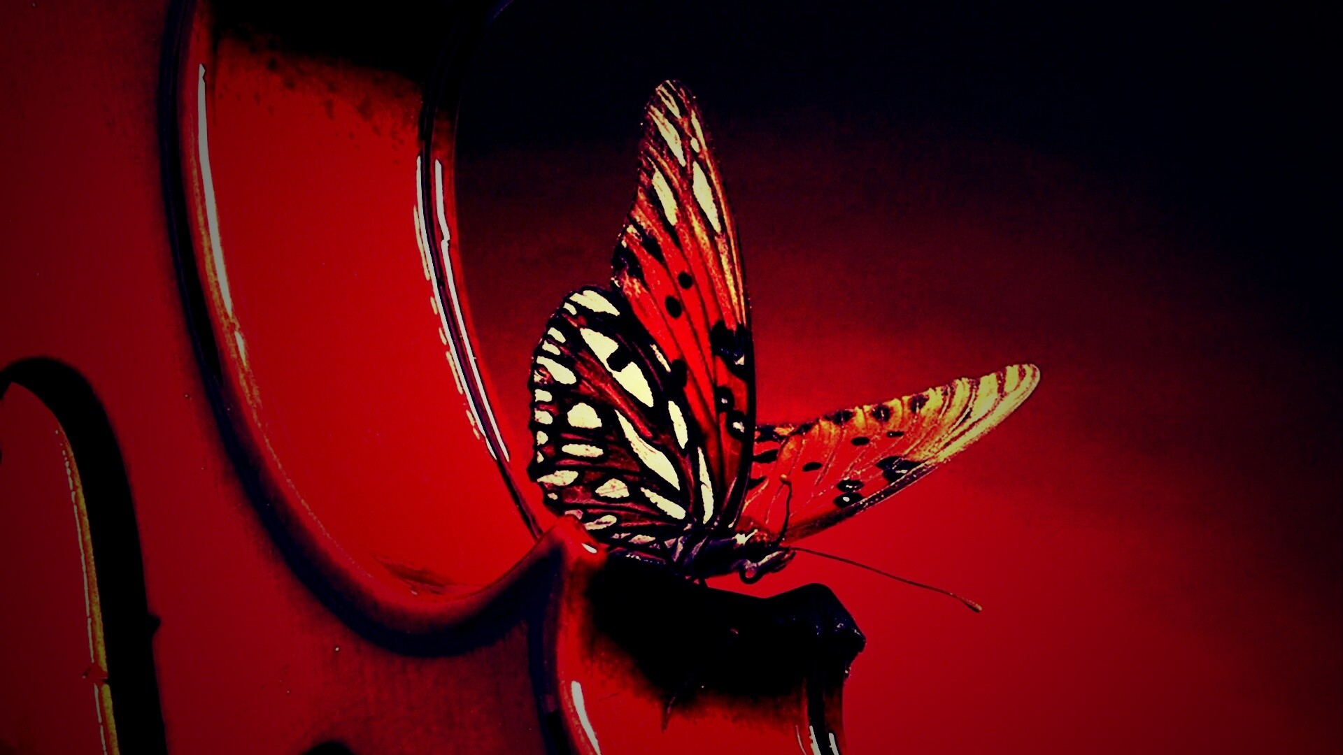 Бабочка на скрипке обои