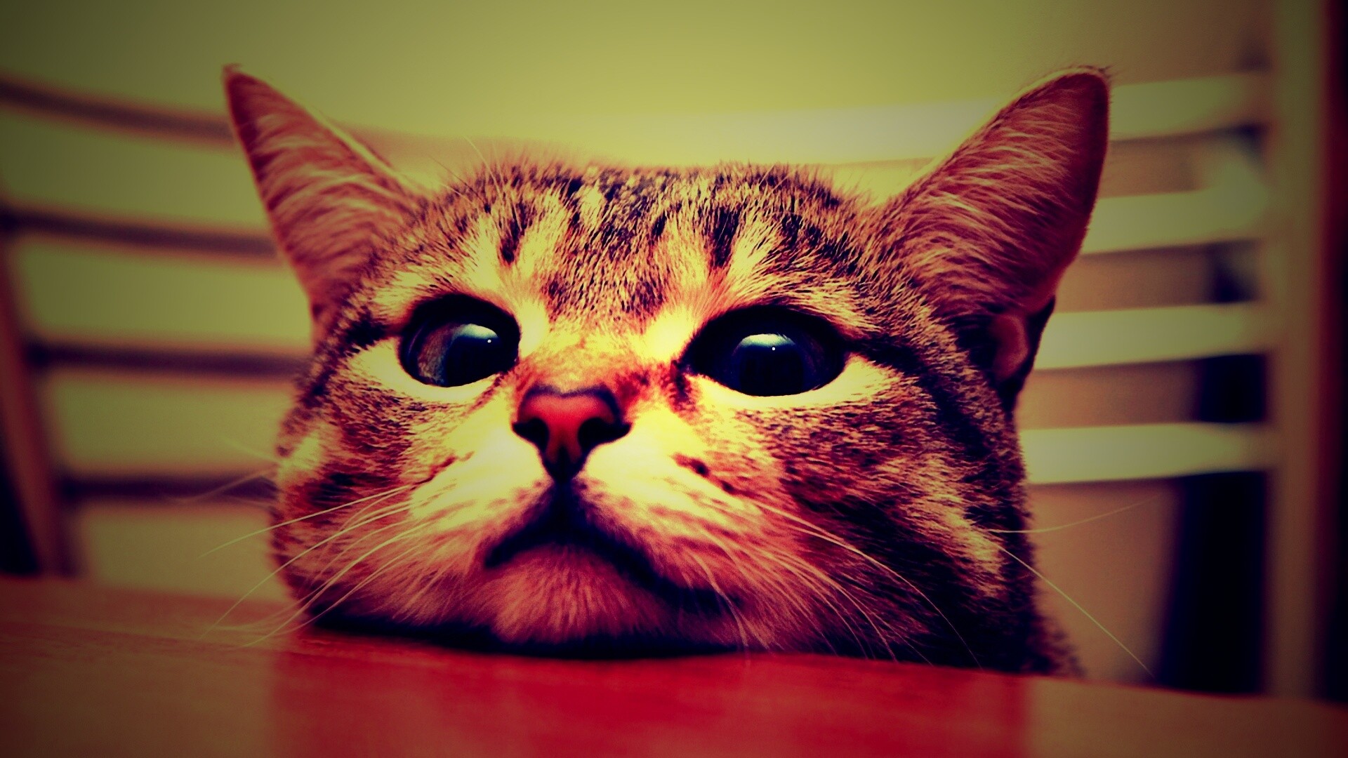 Любопытный котейка обои