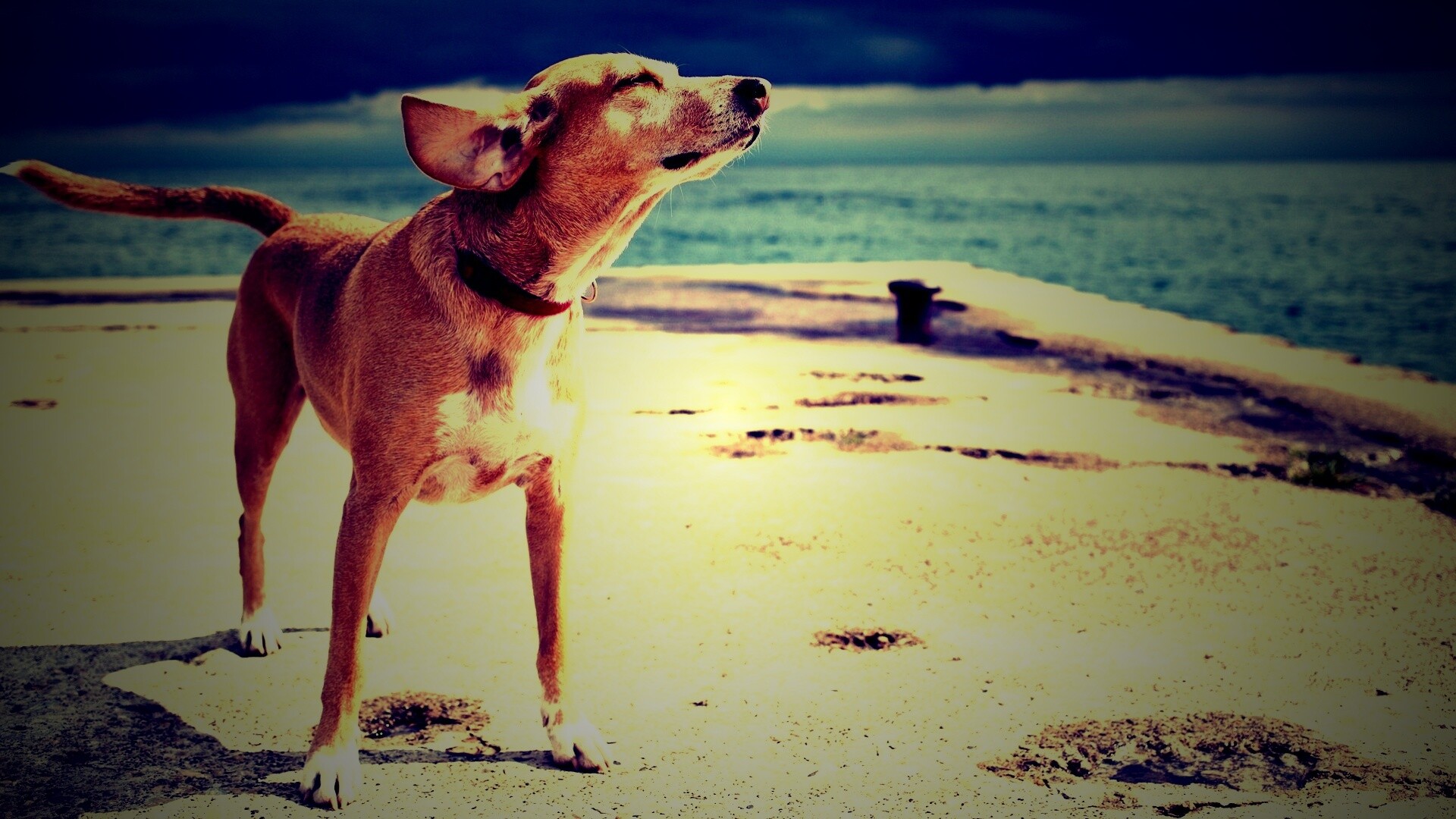 Собака на пирсе обои