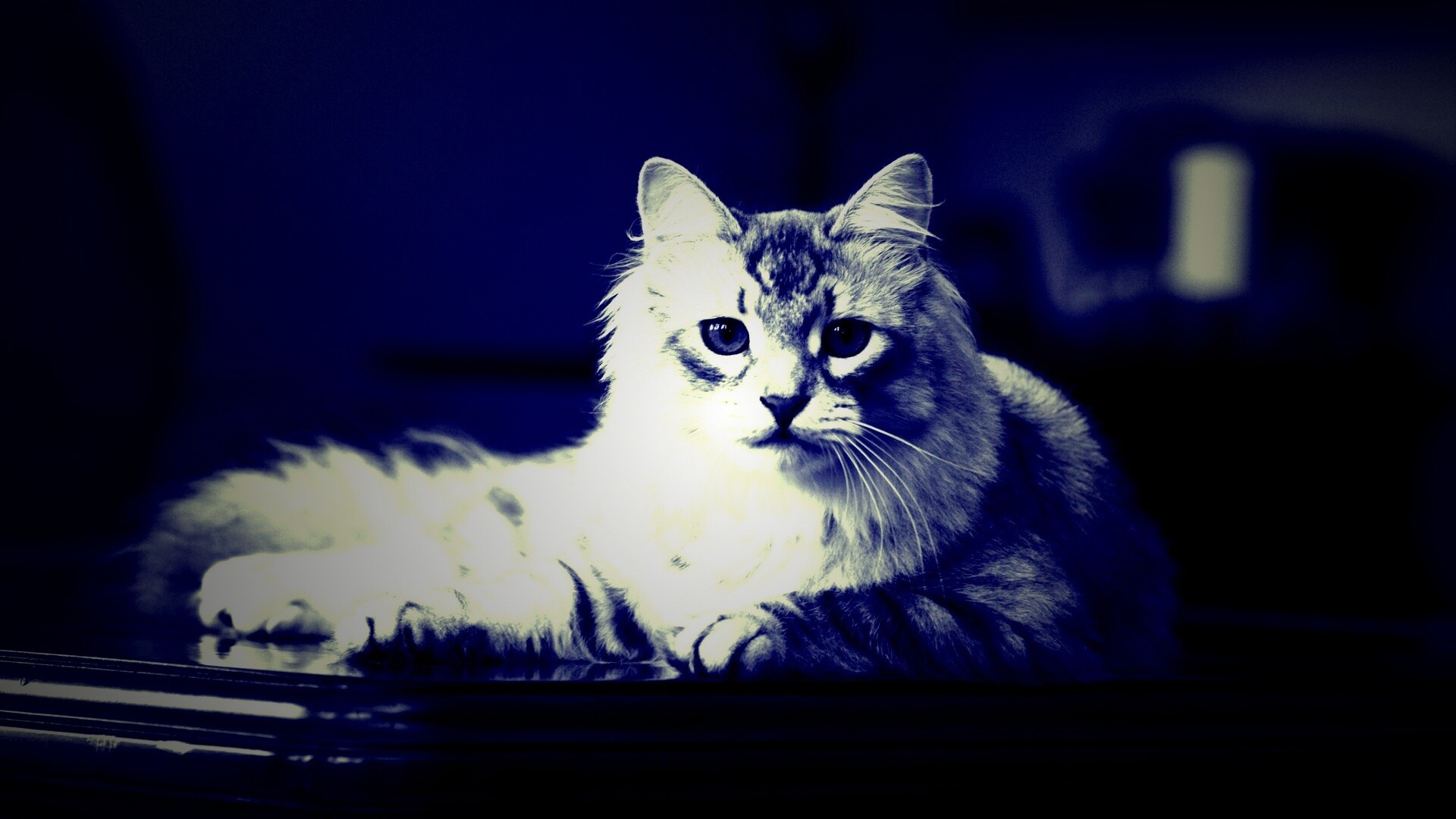 Кот благородных кровей обои