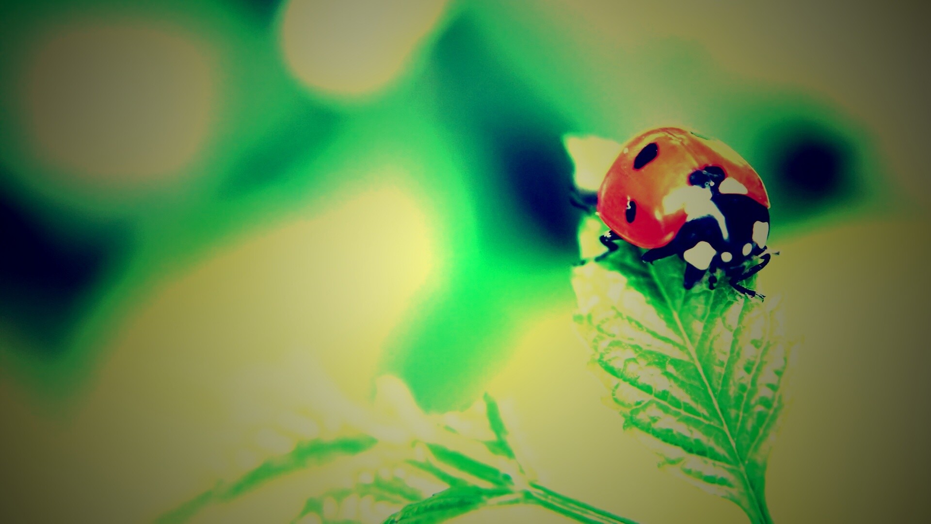 Божья коровка в макро обои