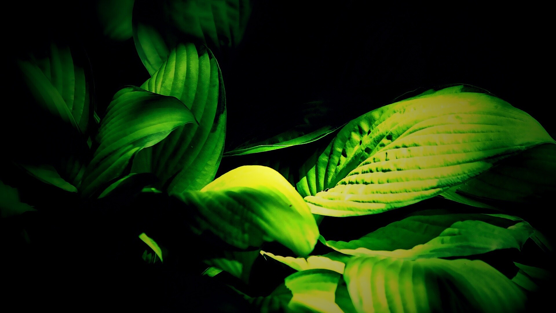 Хитросплетение зеленых листьев обои